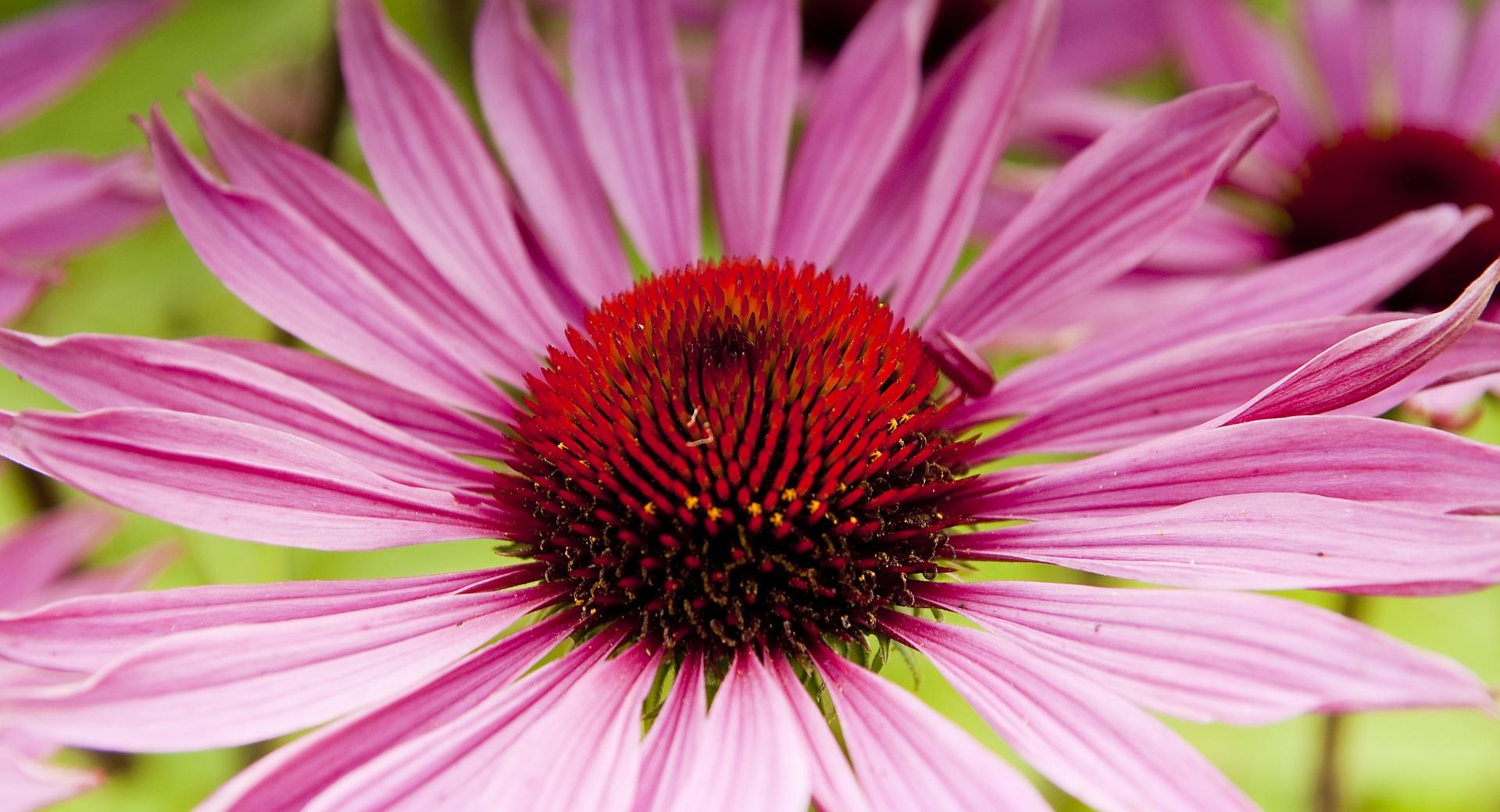 Garden Flower Macro at 750 x 1334 iPhone 6 size wallpapers HD quality