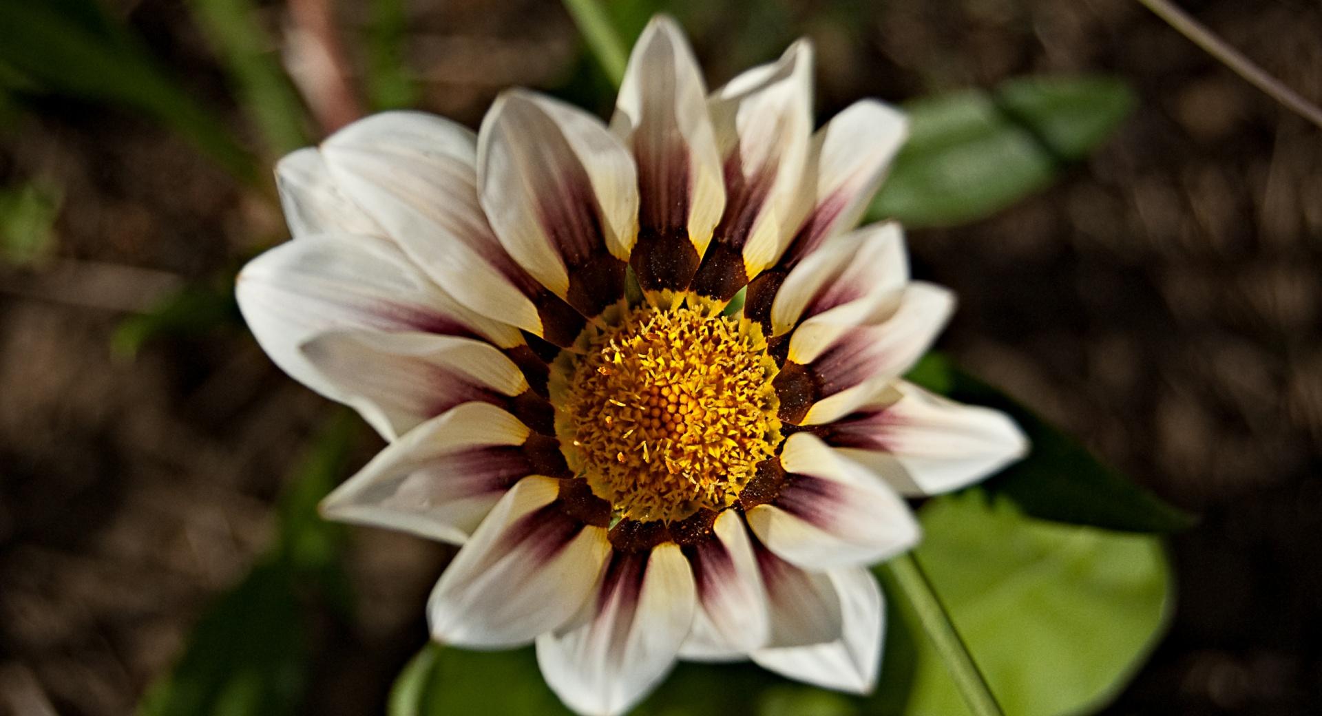 Gazania Flower at 640 x 960 iPhone 4 size wallpapers HD quality