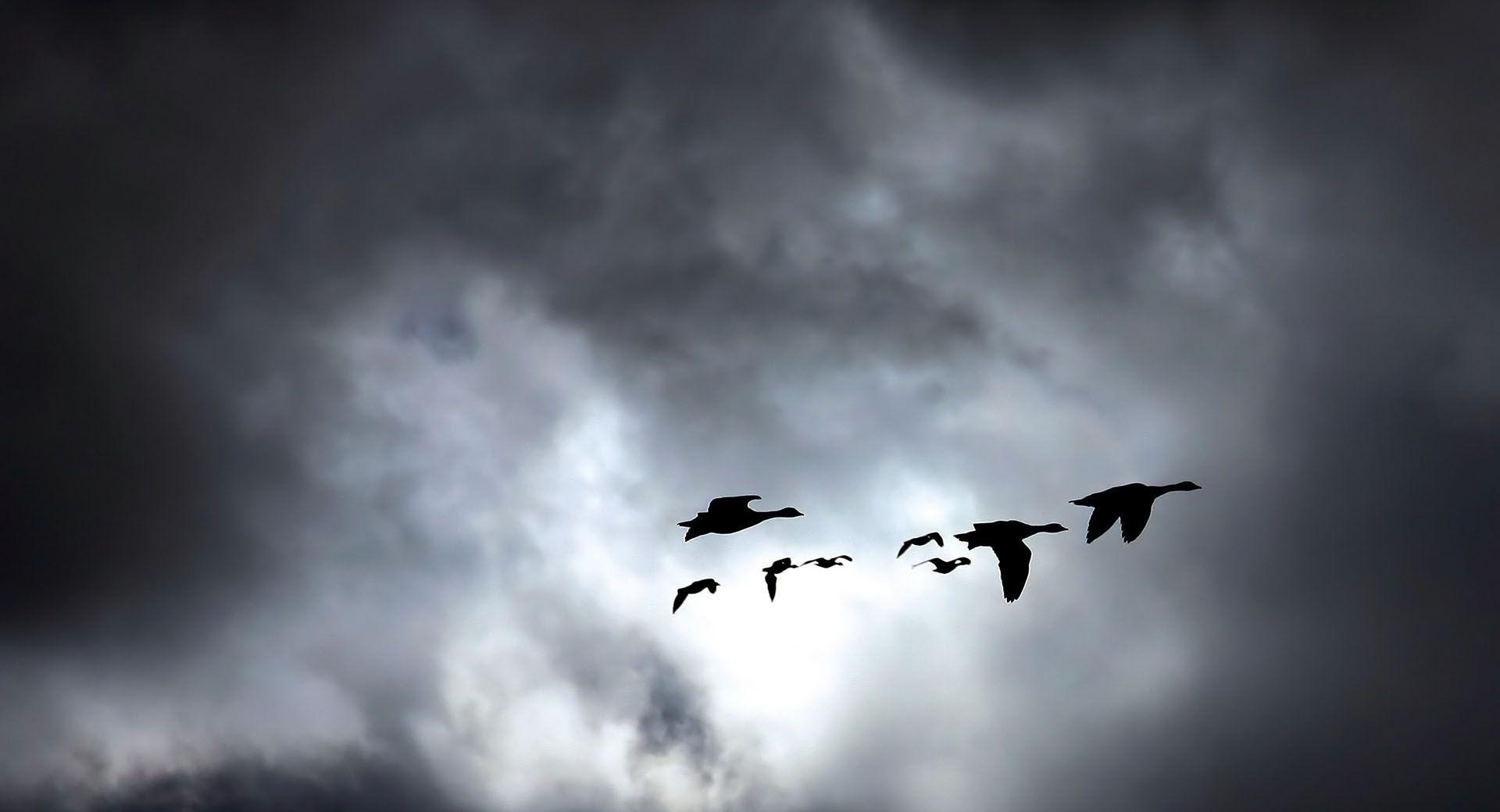 Geese Migrating Dark wallpapers HD quality