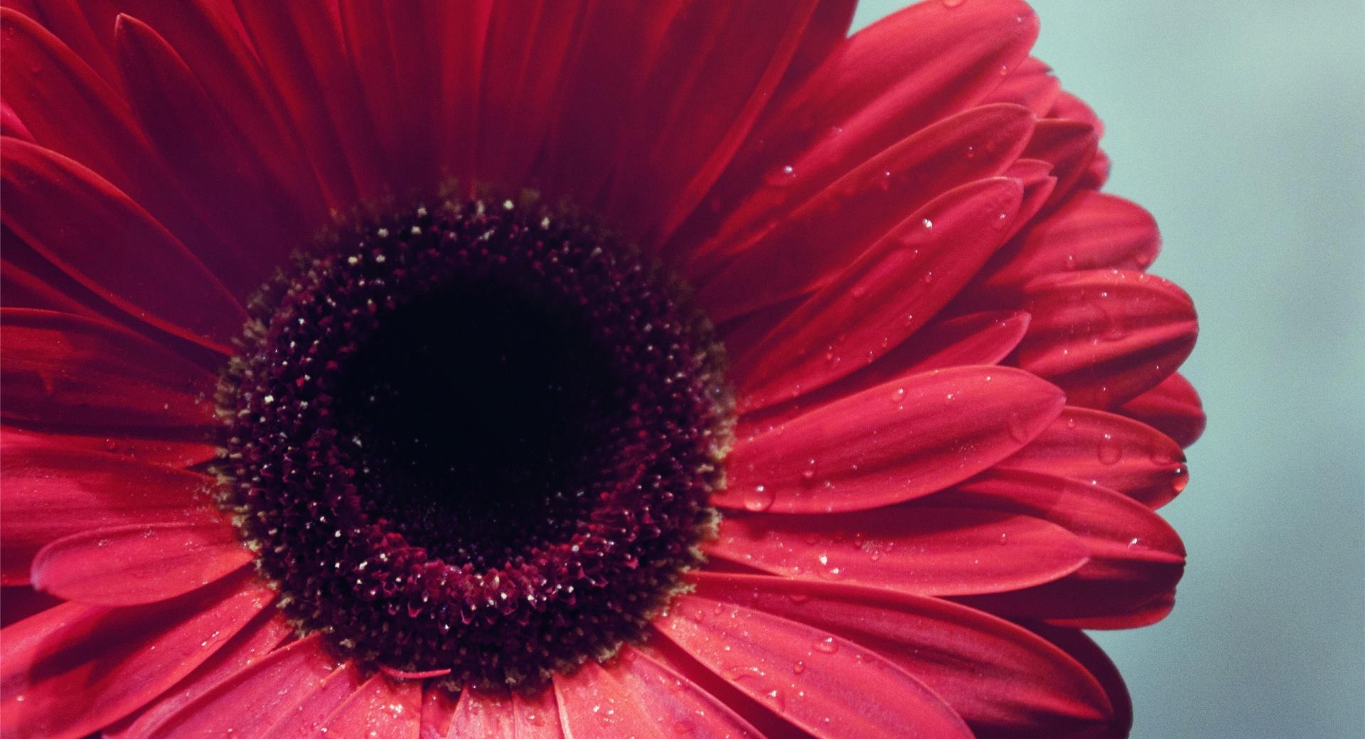 Gerbera Flower at 1600 x 1200 size wallpapers HD quality