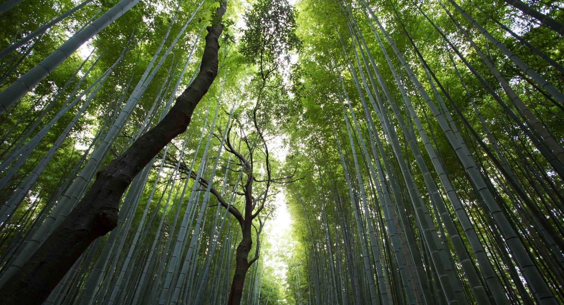 Giant Bamboos at 1024 x 768 size wallpapers HD quality