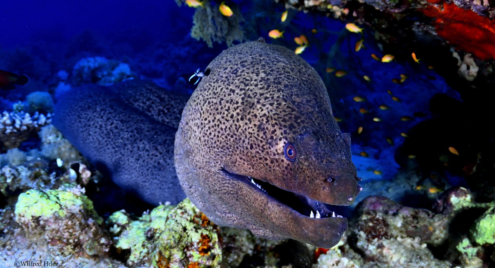 Giant Moray, Red Sea at 1334 x 750 iPhone 7 size wallpapers HD quality