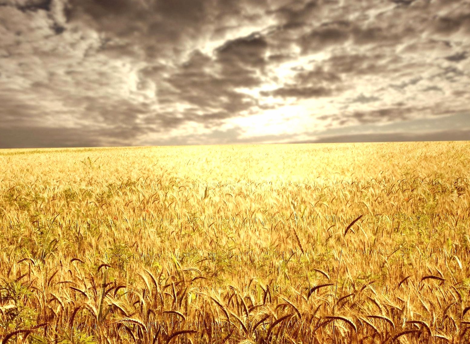 Golden wheat at 1152 x 864 size wallpapers HD quality