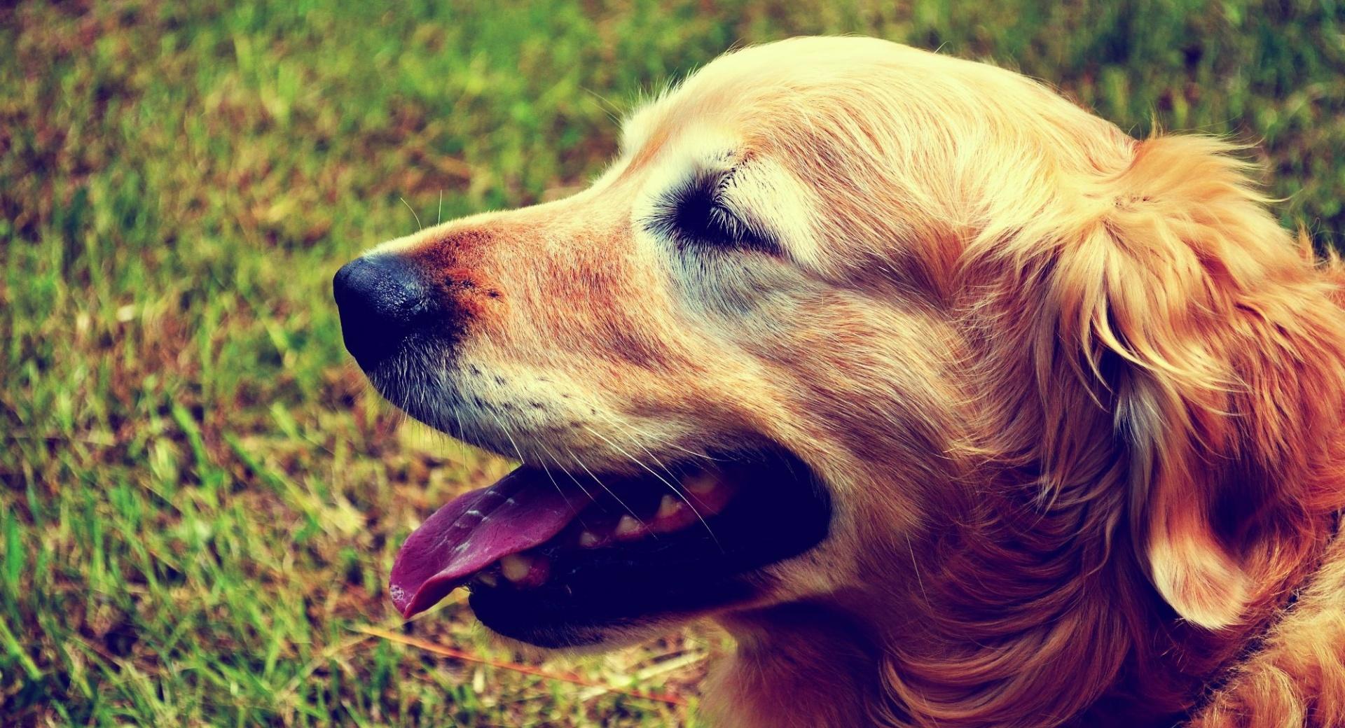 Goldie the Retriever wallpapers HD quality