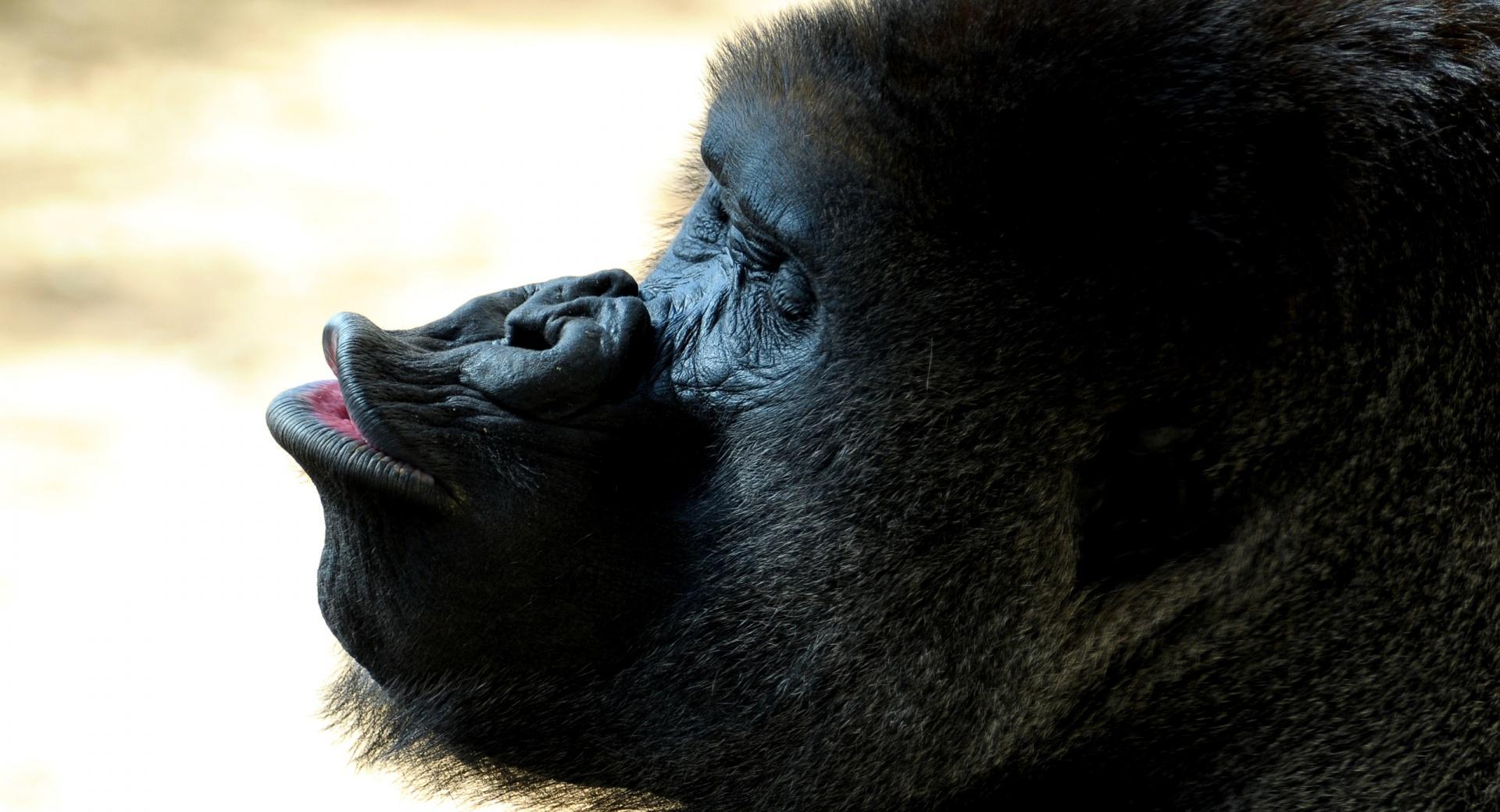 Gorilla Kiss at 750 x 1334 iPhone 6 size wallpapers HD quality