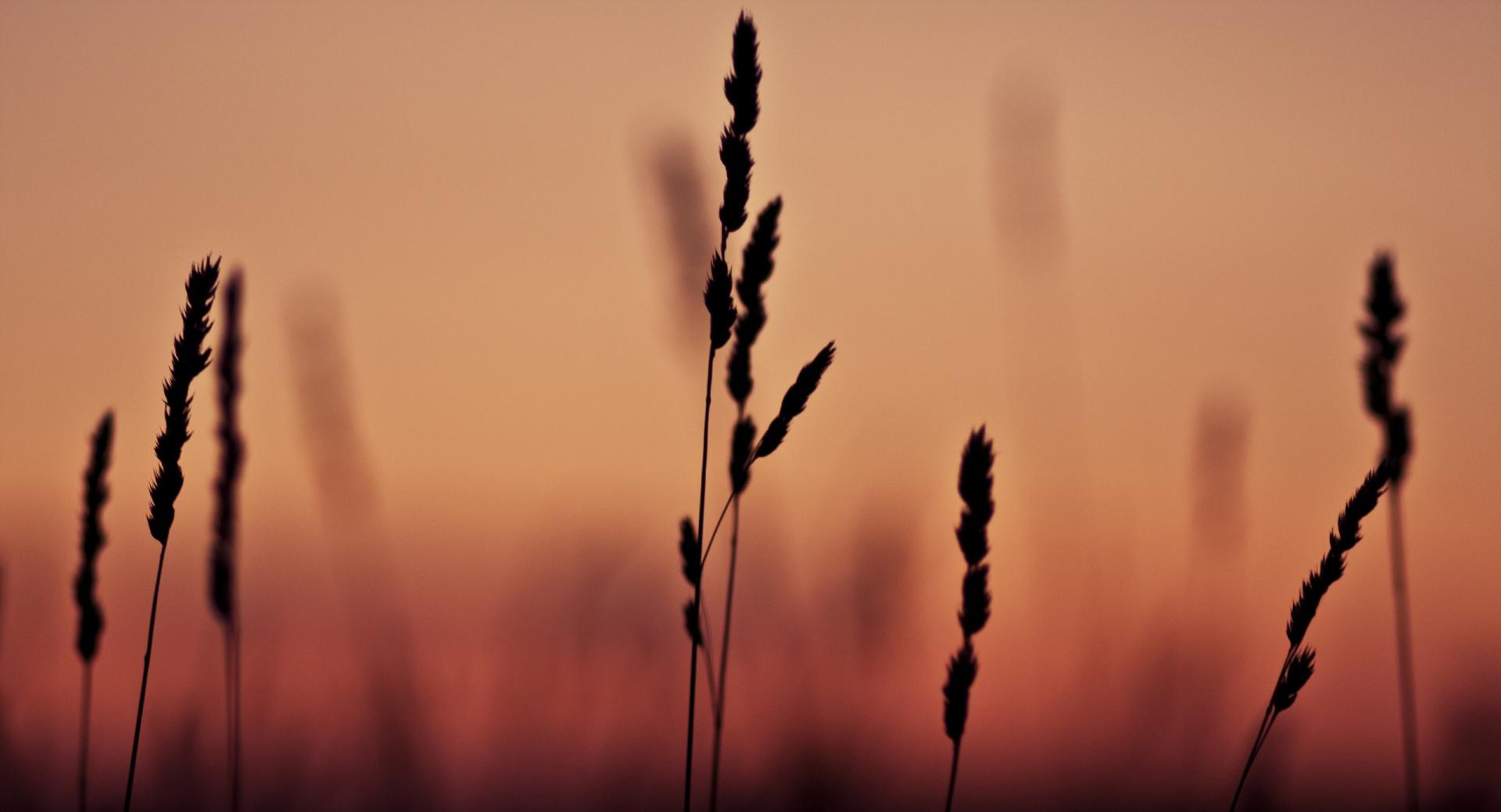 Grass Ears Sunset at 1024 x 1024 iPad size wallpapers HD quality
