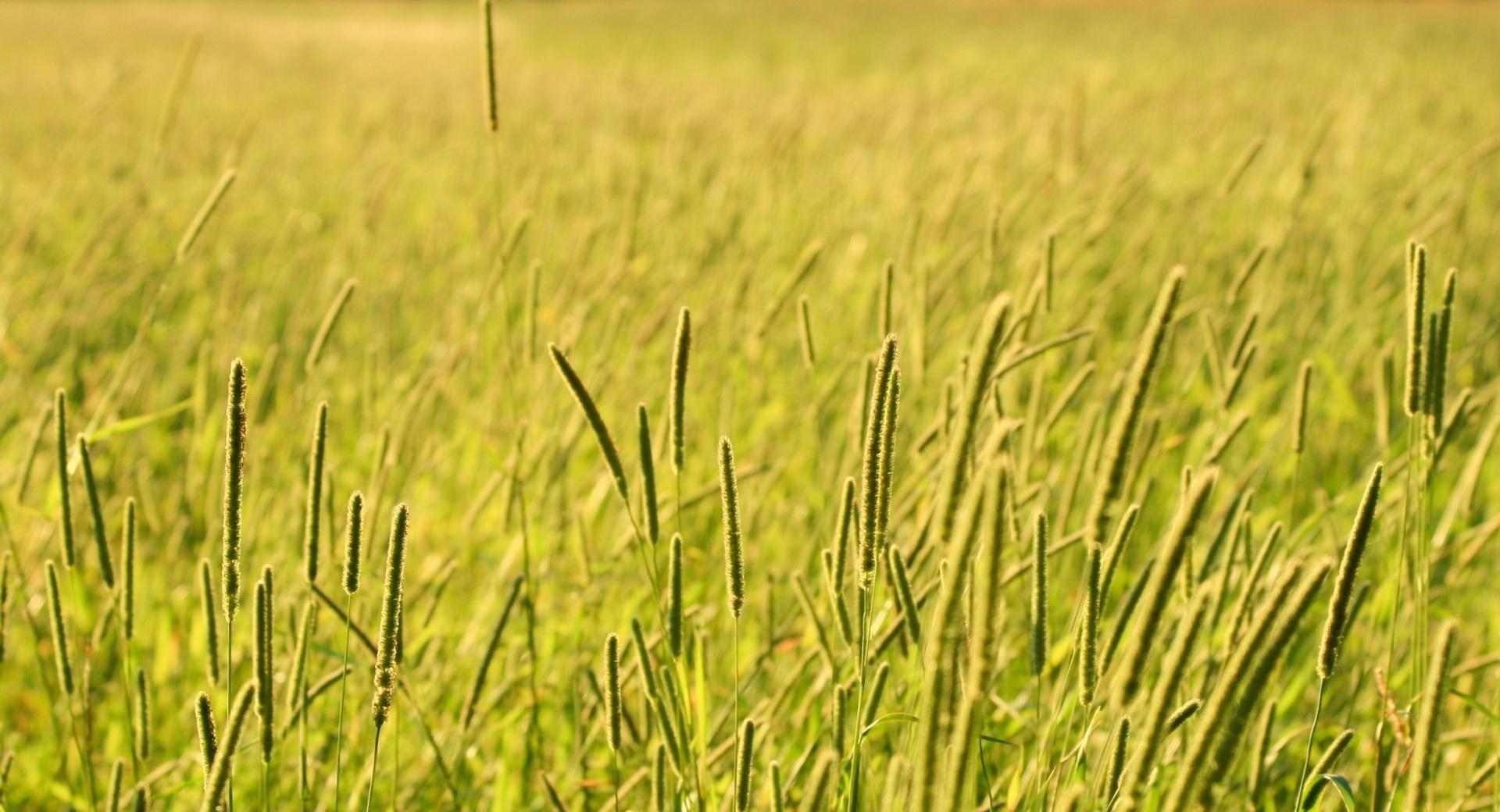 Grass Field, Summer at 640 x 1136 iPhone 5 size wallpapers HD quality