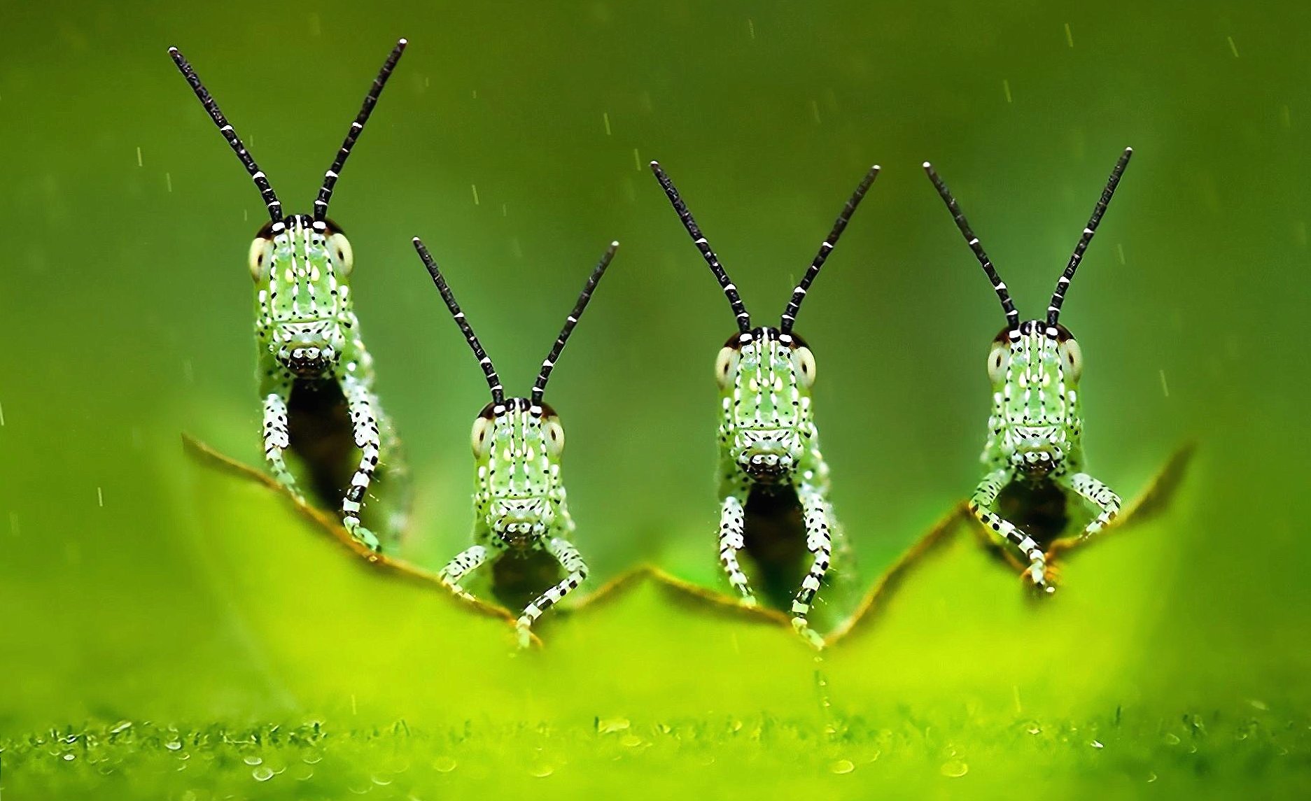 grasshoppers wonderful wallpapers HD quality