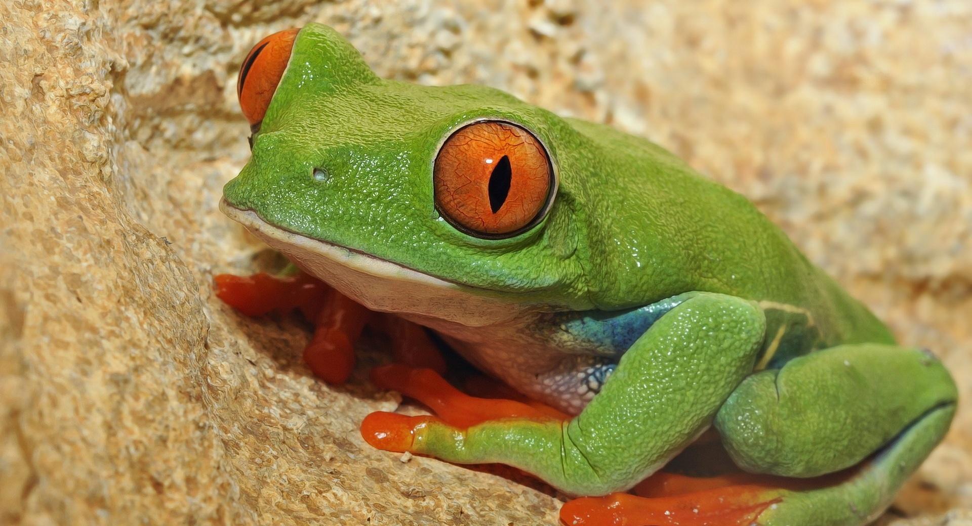 Green Frog With Orange Eyes at 1334 x 750 iPhone 7 size wallpapers HD quality