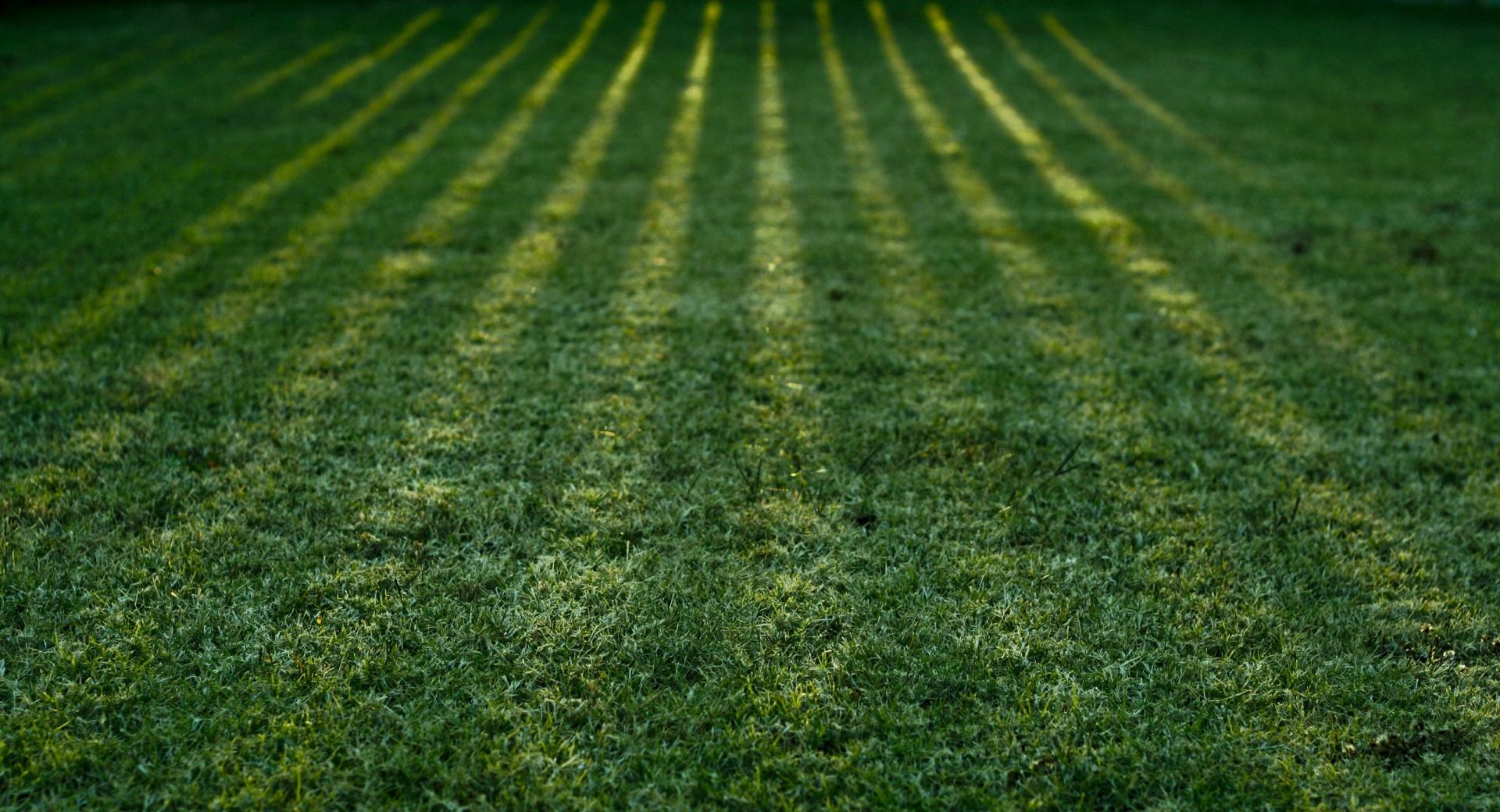 Green Grass at 640 x 1136 iPhone 5 size wallpapers HD quality