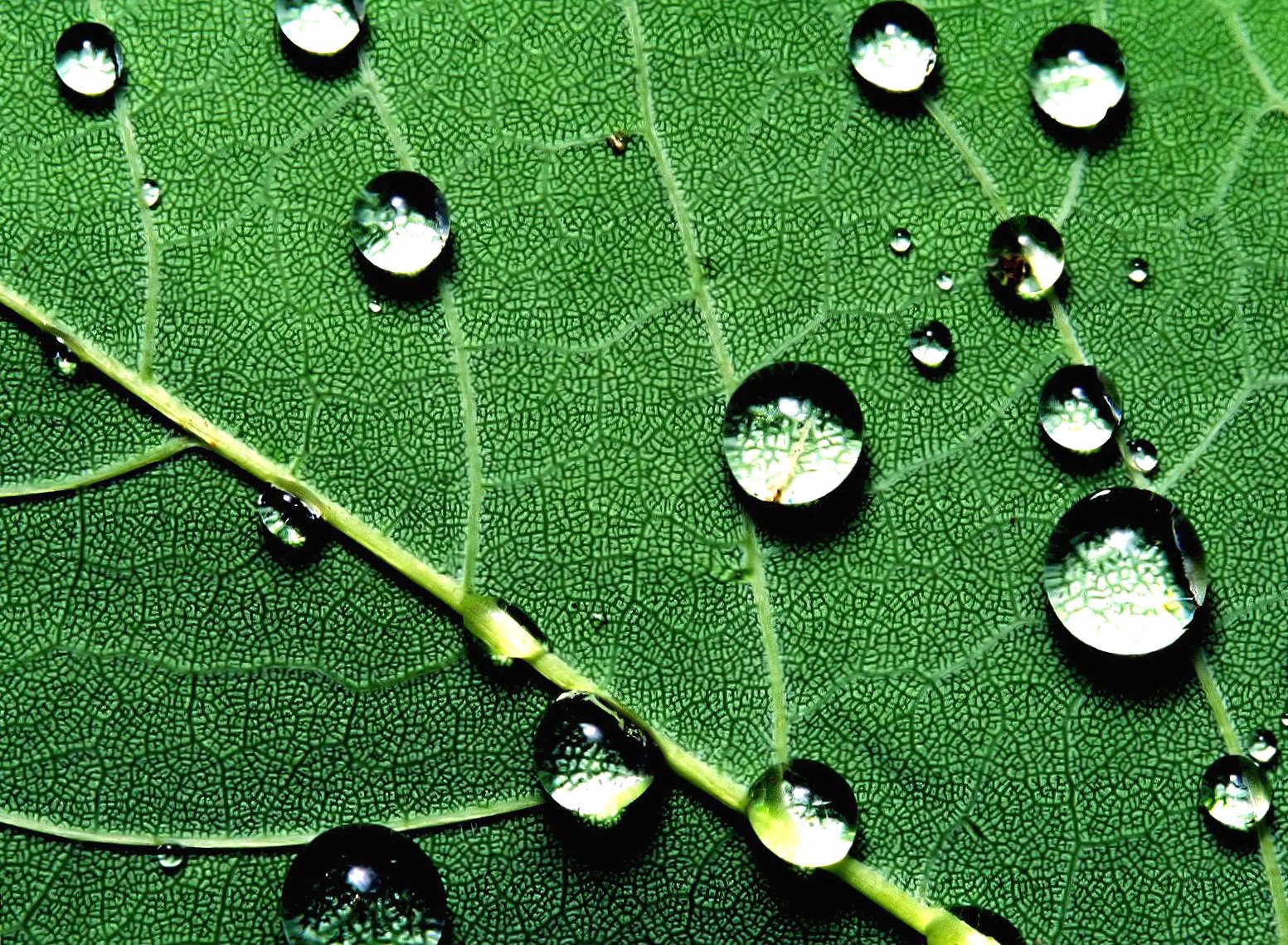 Green leave with drops at 1600 x 1200 size wallpapers HD quality