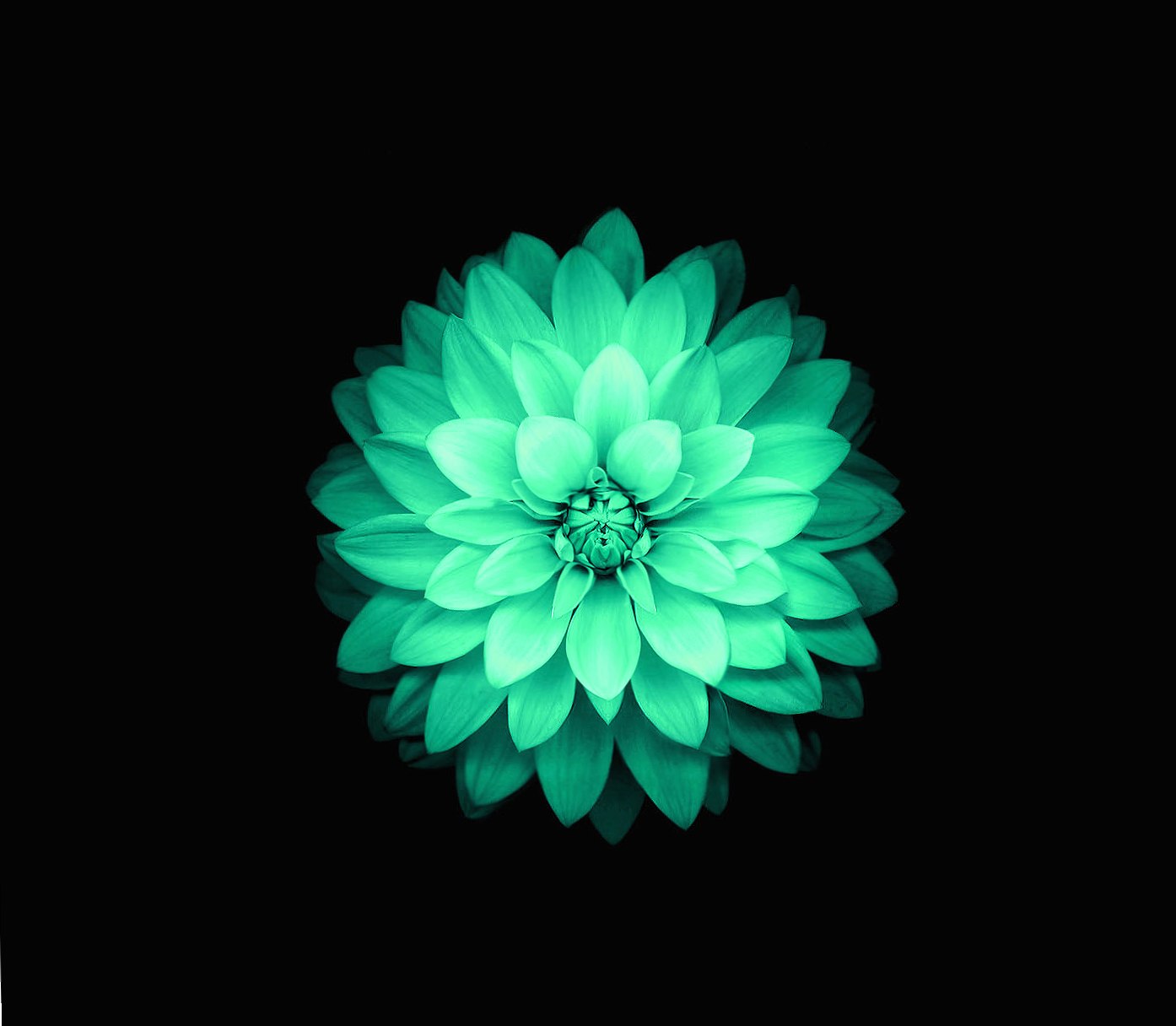 Green Lotus at 1600 x 1200 size wallpapers HD quality