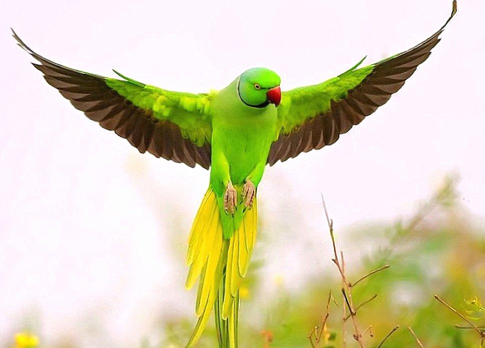 Green parrot flying at 2048 x 2048 iPad size wallpapers HD quality