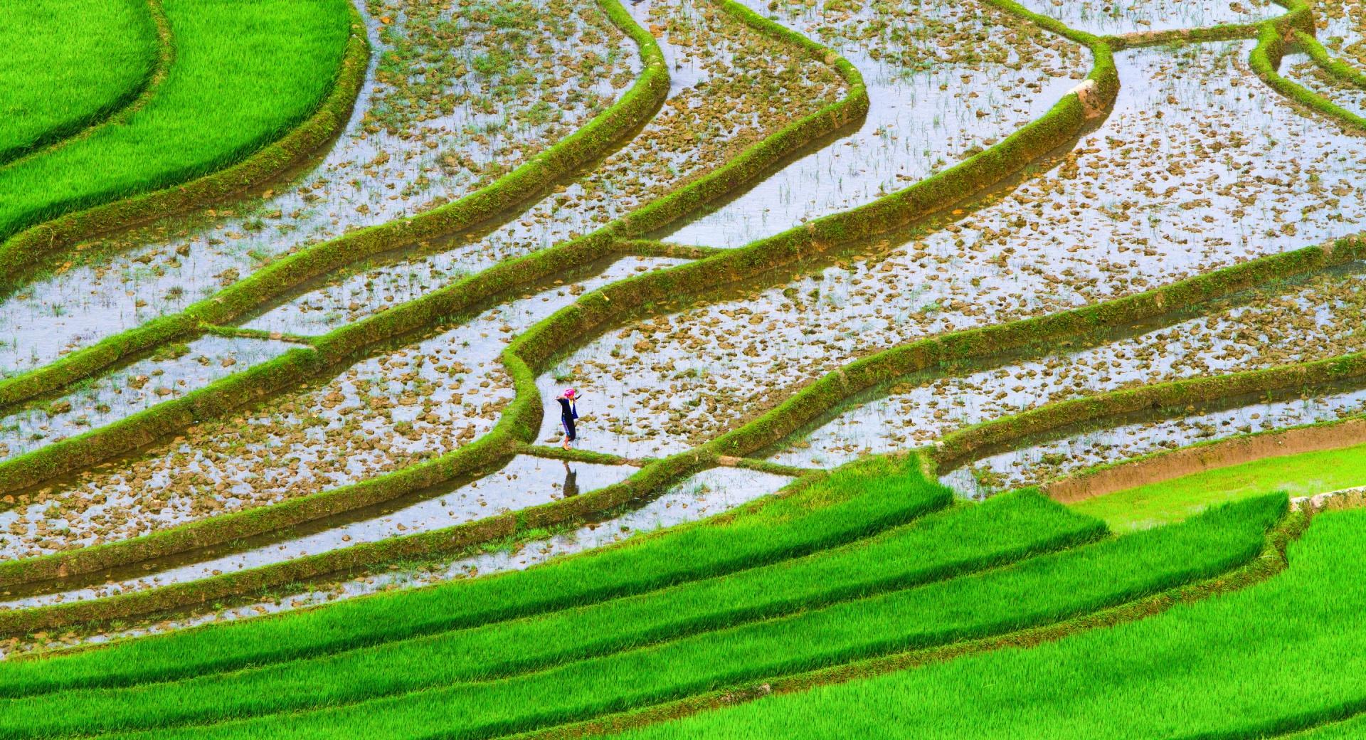Green Rice Fields at 1600 x 1200 size wallpapers HD quality
