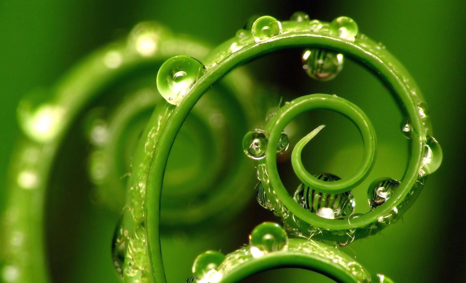 Green spiral leave water drops wallpapers HD quality