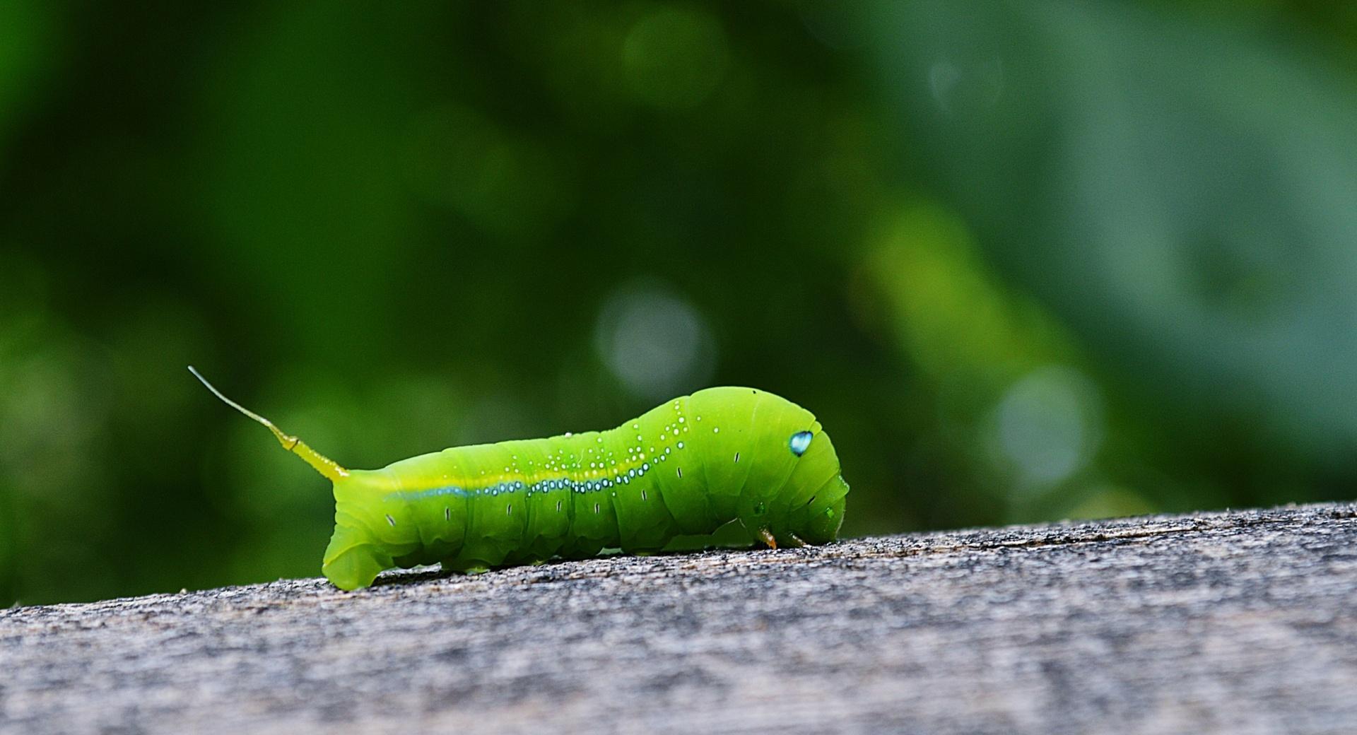 Green Worm at 750 x 1334 iPhone 6 size wallpapers HD quality
