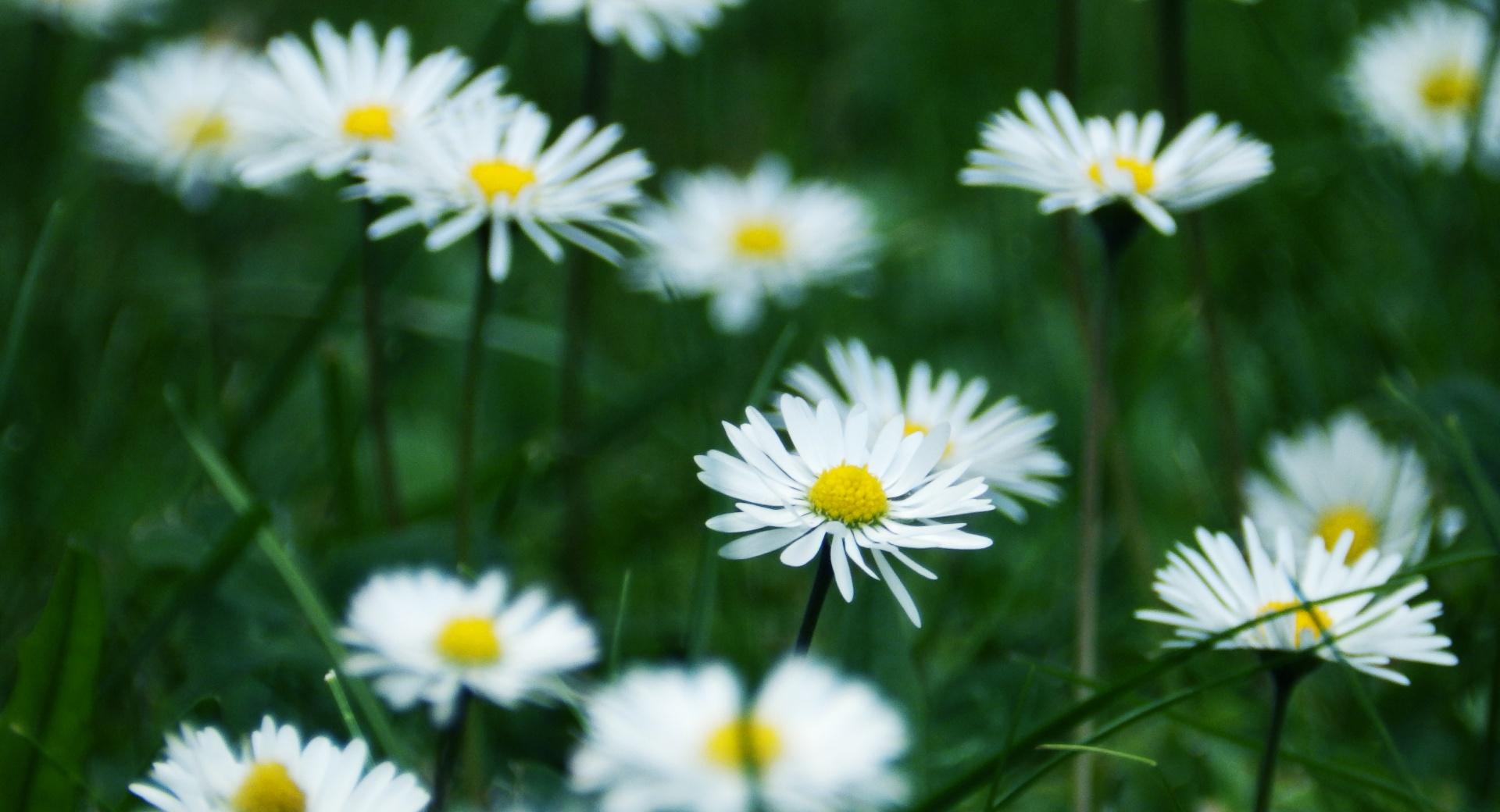 Happy Chamomile at 1600 x 1200 size wallpapers HD quality