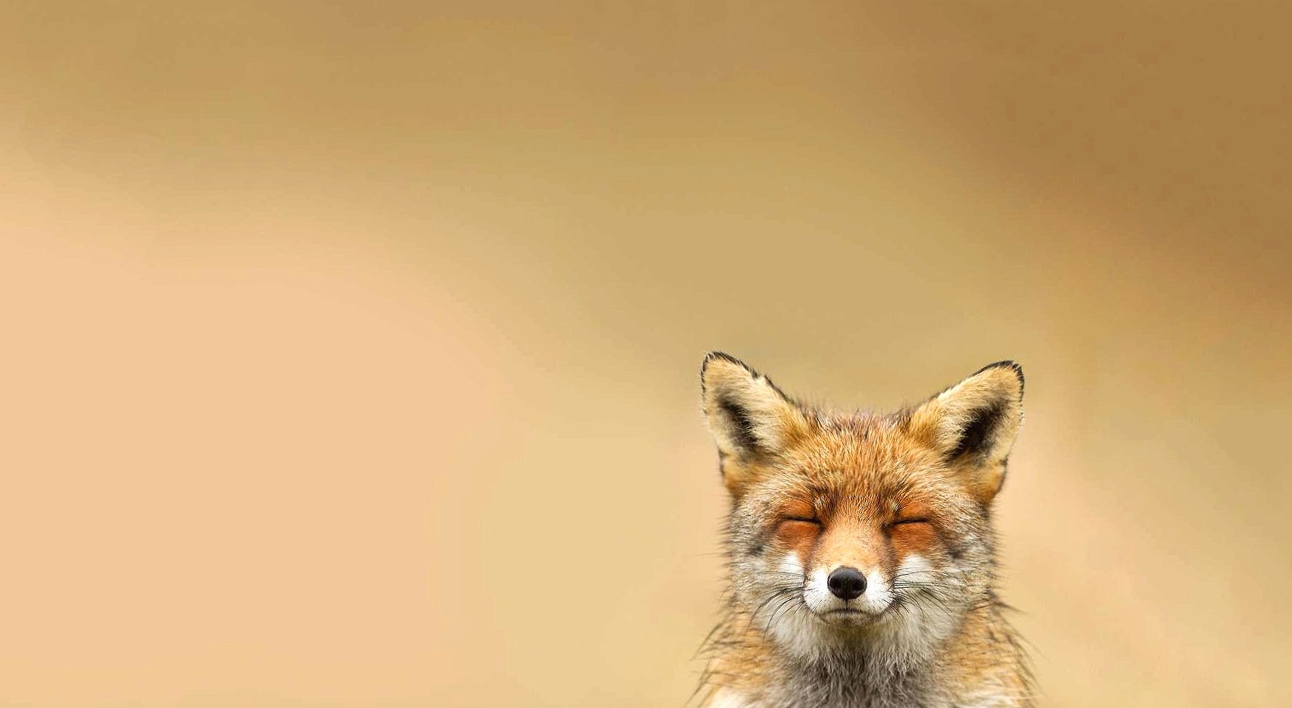 Happy fox at 640 x 960 iPhone 4 size wallpapers HD quality