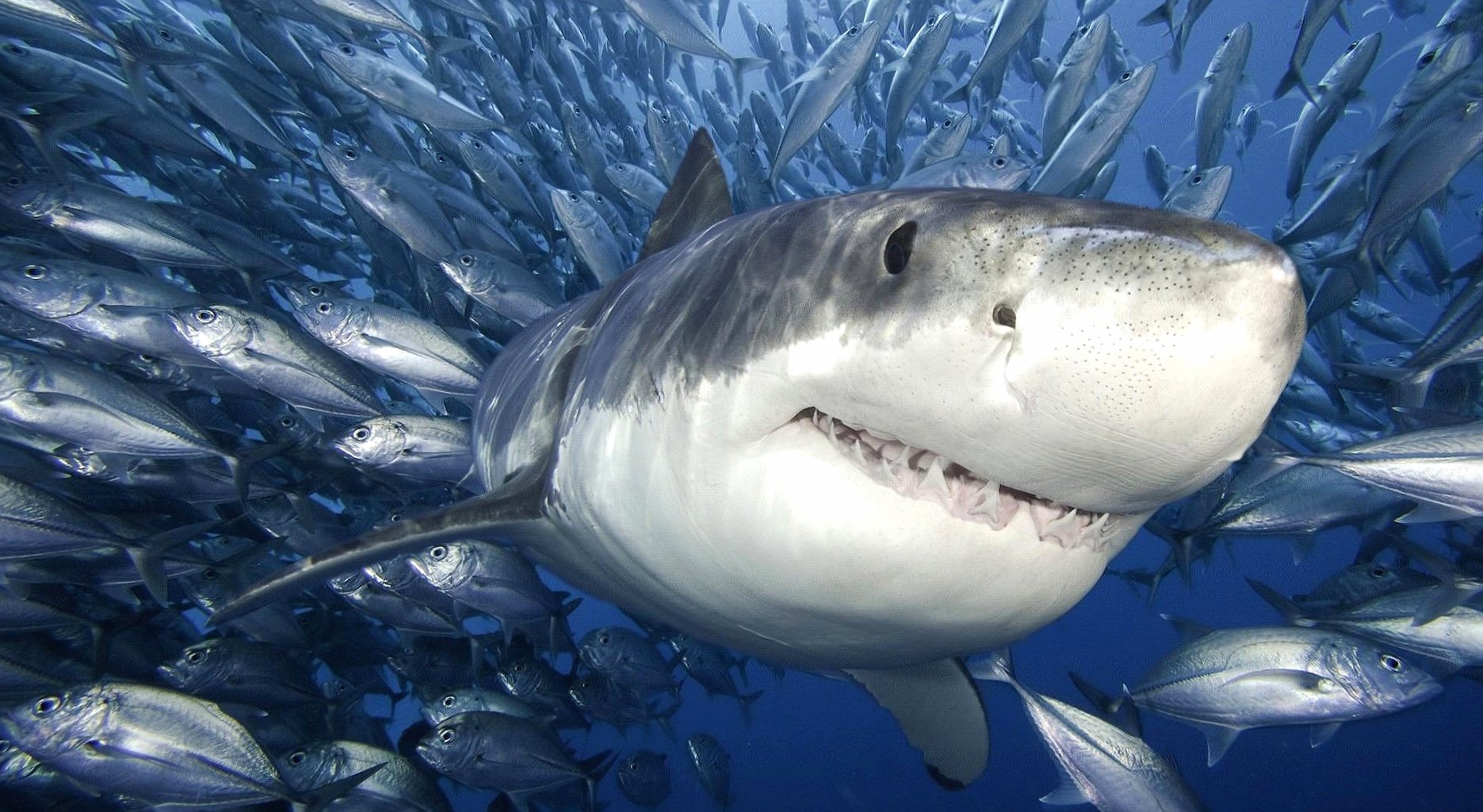 Happy shark at 640 x 1136 iPhone 5 size wallpapers HD quality