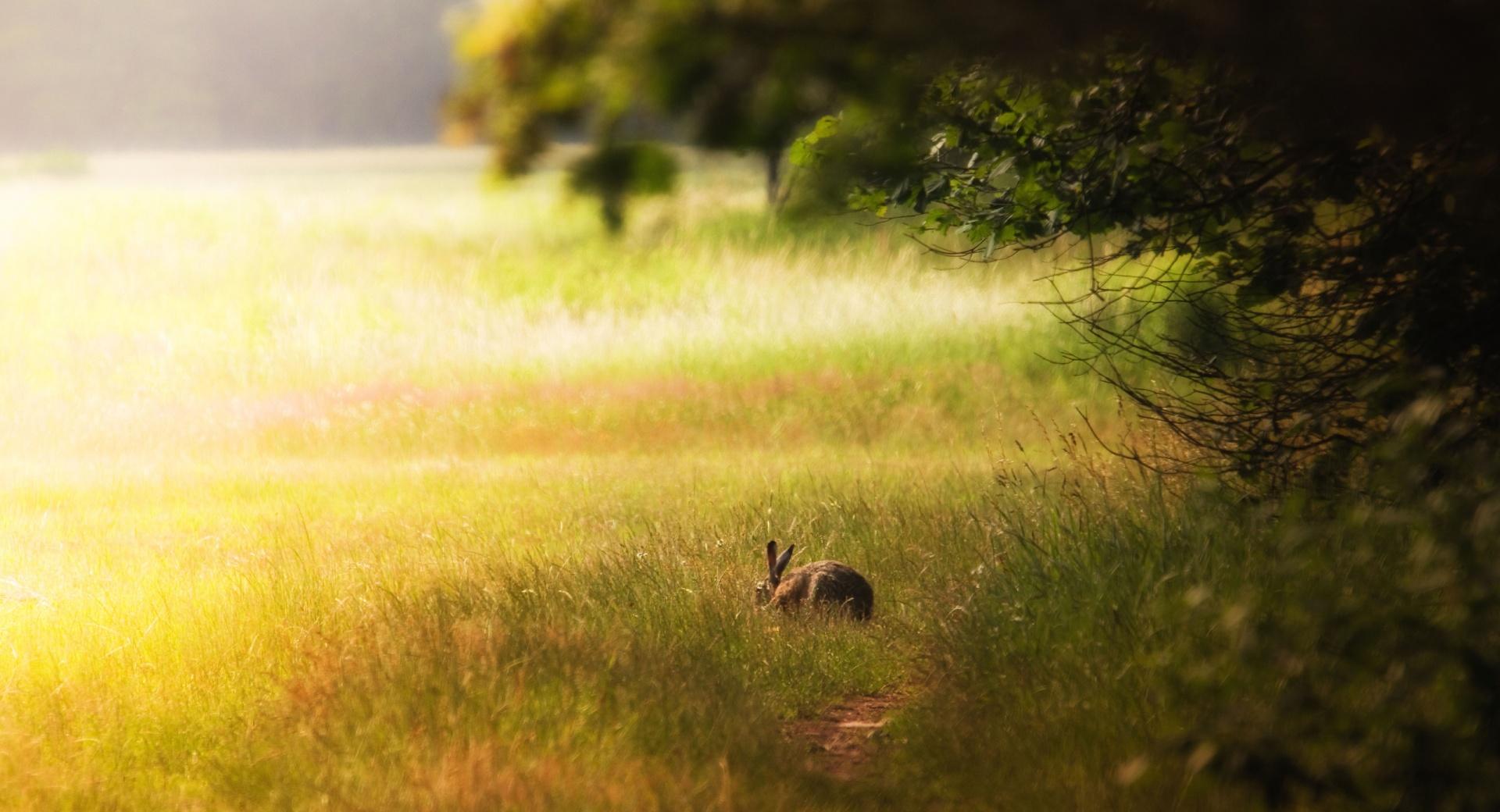 Hare Glade at 640 x 1136 iPhone 5 size wallpapers HD quality