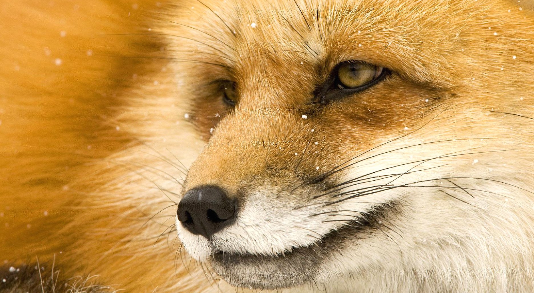 Head of fox at 640 x 960 iPhone 4 size wallpapers HD quality