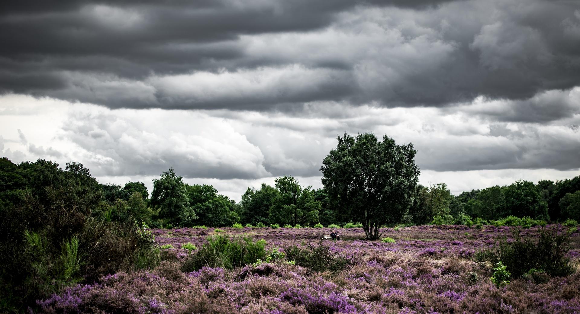 Heather Fields in Netherlands at 640 x 1136 iPhone 5 size wallpapers HD quality