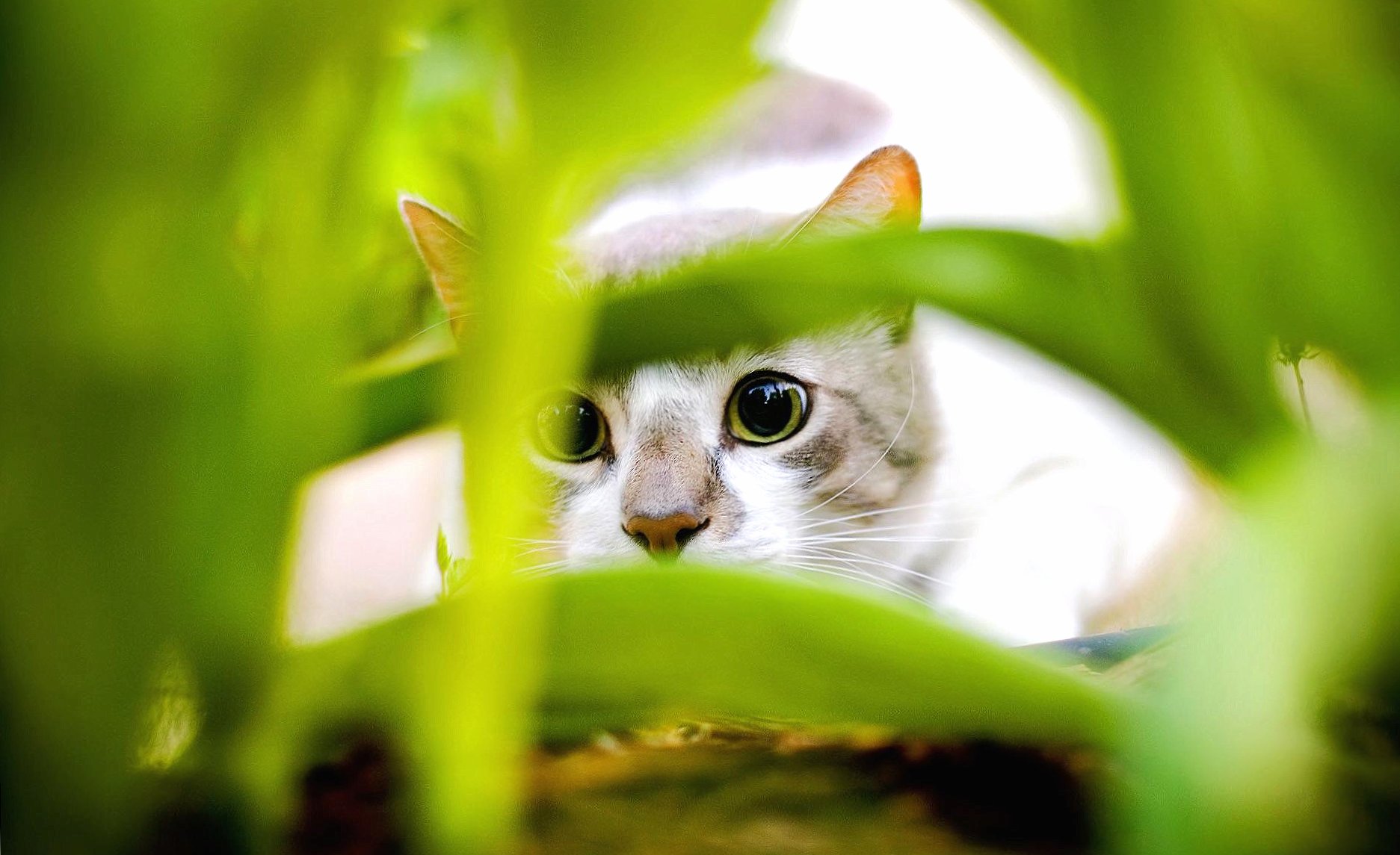 Hide cat at 1600 x 1200 size wallpapers HD quality