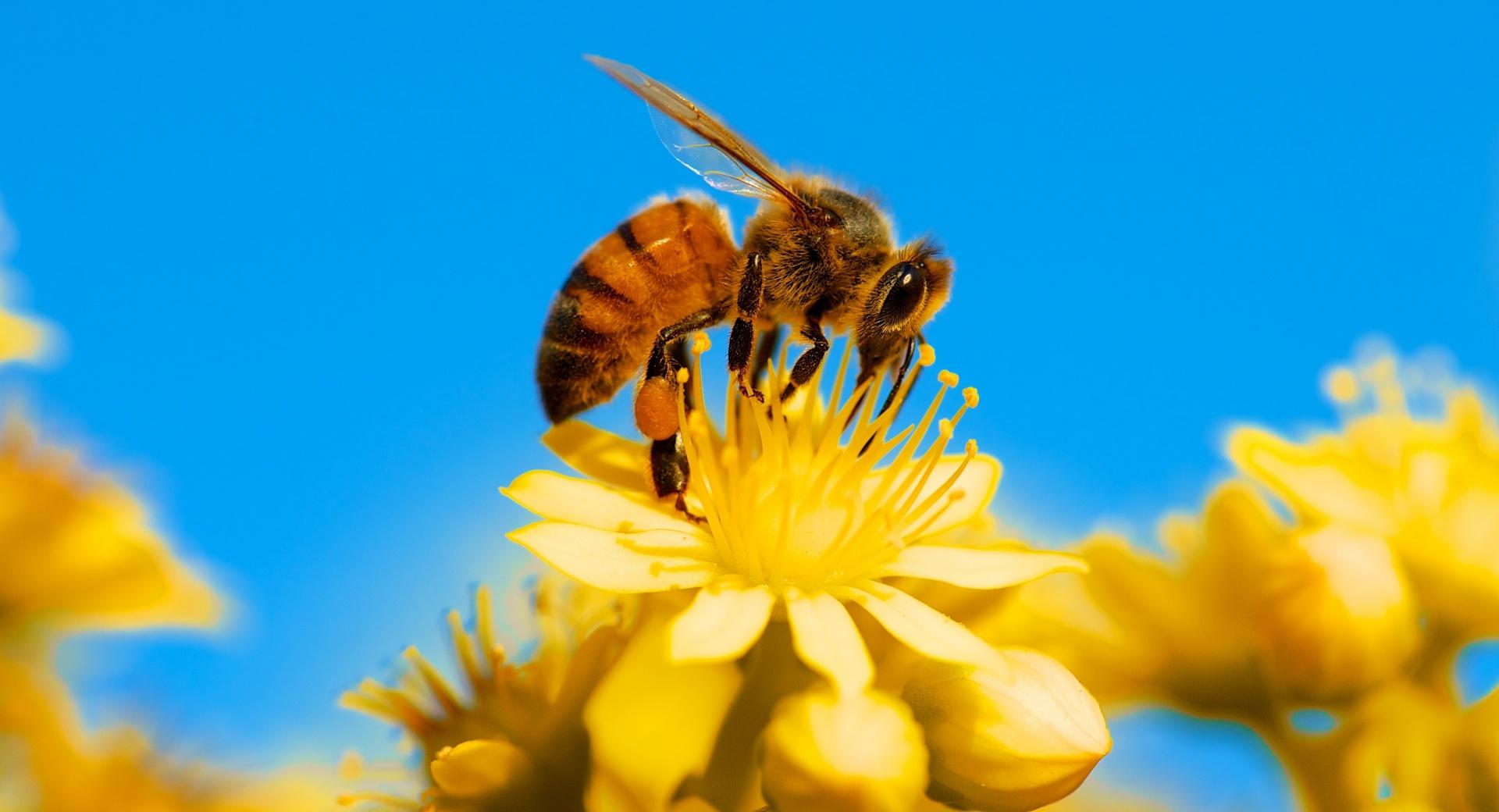 Honey Bee, Yellow Flower, Blue Sky at 320 x 480 iPhone size wallpapers HD quality