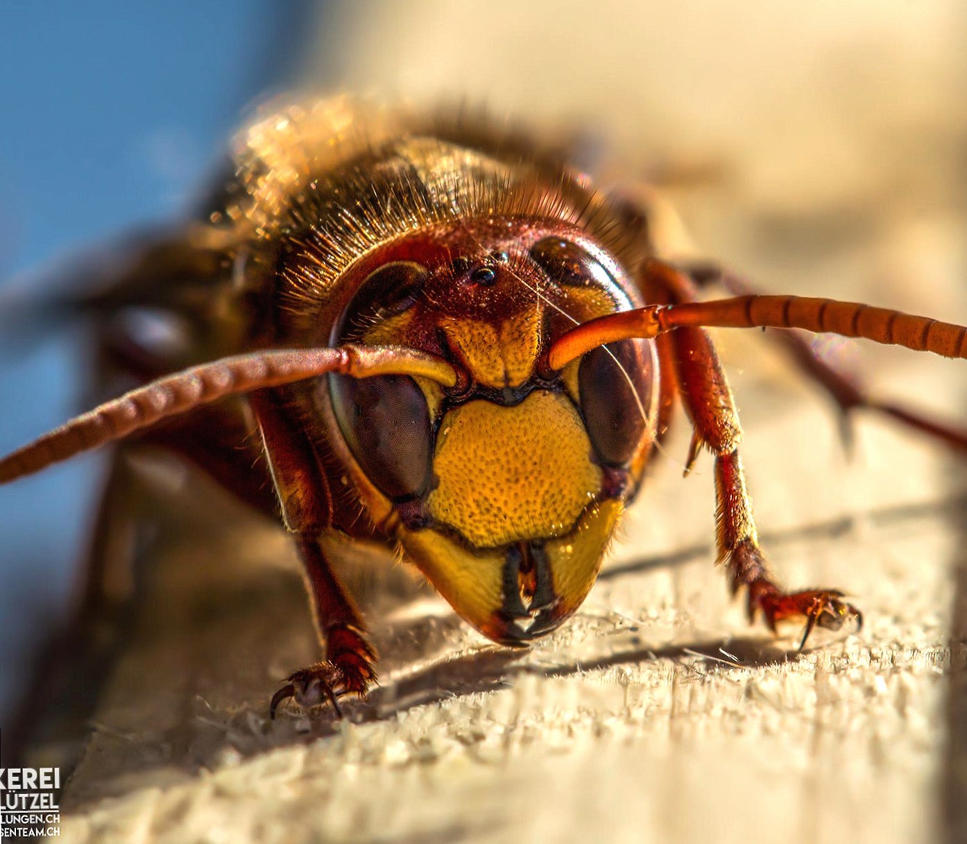 Hornet Head at 640 x 1136 iPhone 5 size wallpapers HD quality