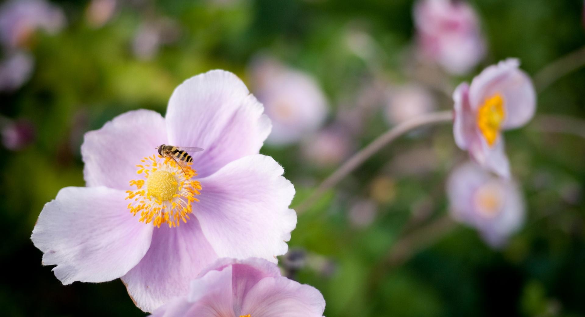 Hoverfly On A Pink Flower at 640 x 1136 iPhone 5 size wallpapers HD quality
