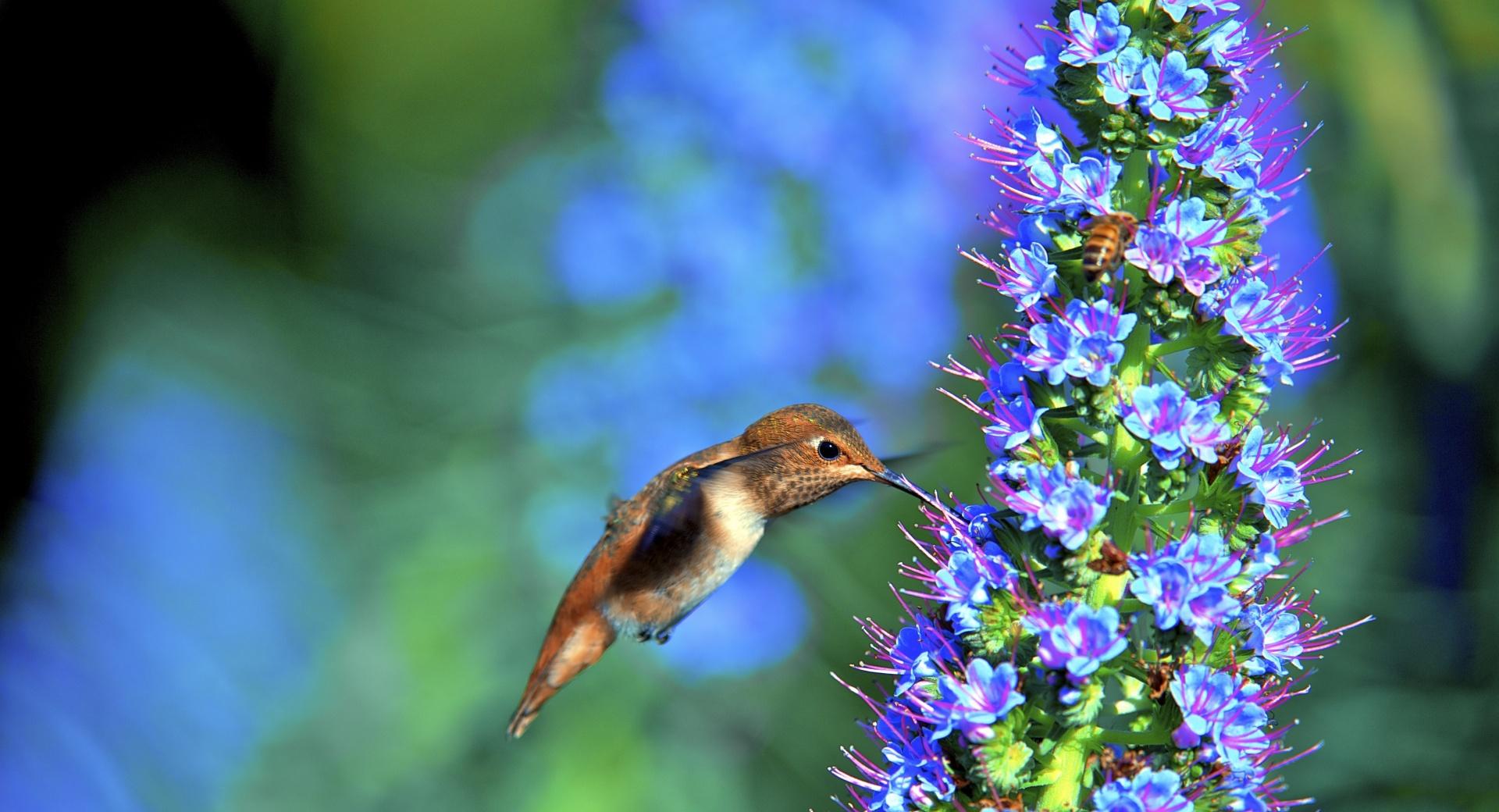 Hummingbird, Pride of Madeira Flower at 750 x 1334 iPhone 6 size wallpapers HD quality