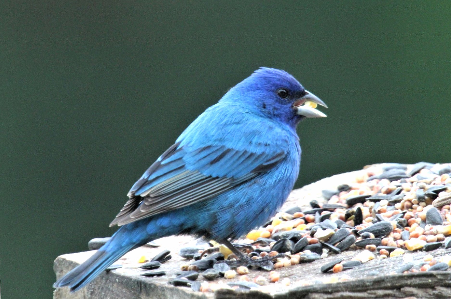 Indigo Bunting at 750 x 1334 iPhone 6 size wallpapers HD quality