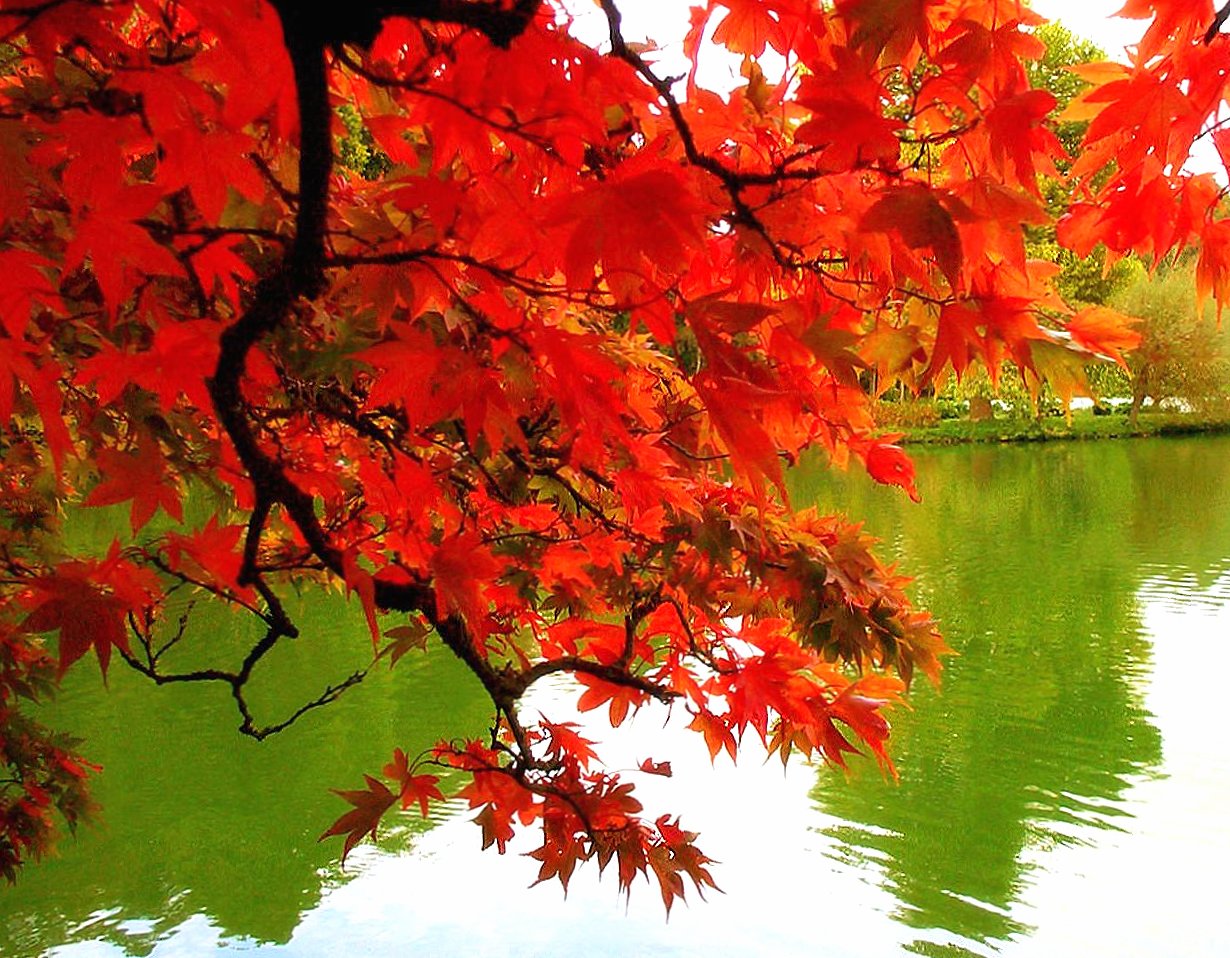 Japanese maple red leaves at 1600 x 1200 size wallpapers HD quality