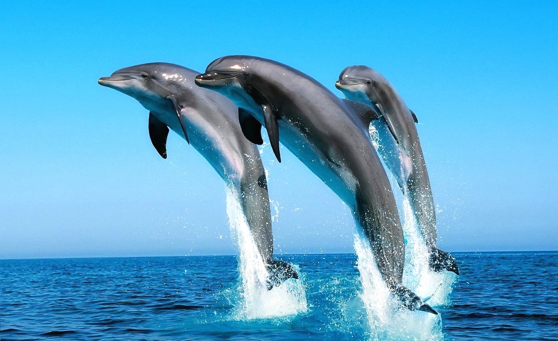 Jumping three dolphins at 1280 x 960 size wallpapers HD quality