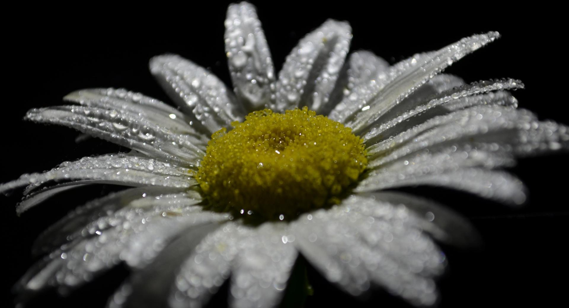 Just a Camomile at 1600 x 1200 size wallpapers HD quality