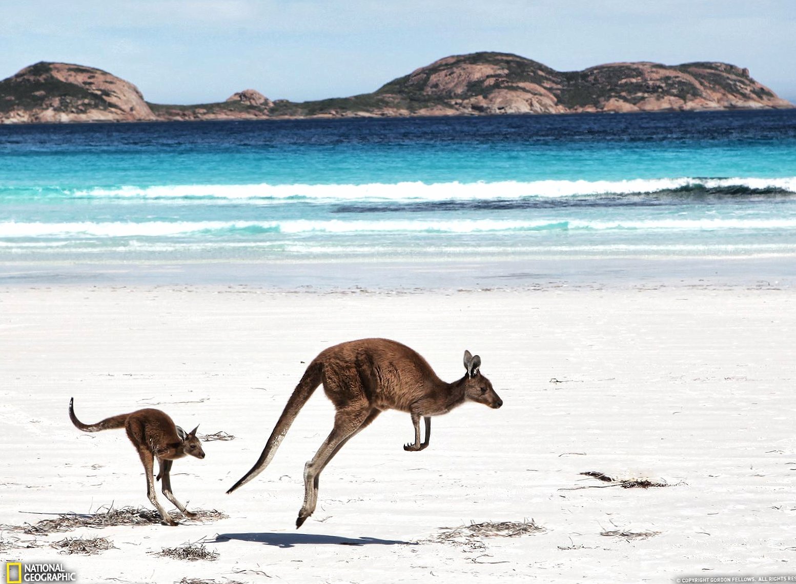 Kangaroo and son at 2048 x 2048 iPad size wallpapers HD quality