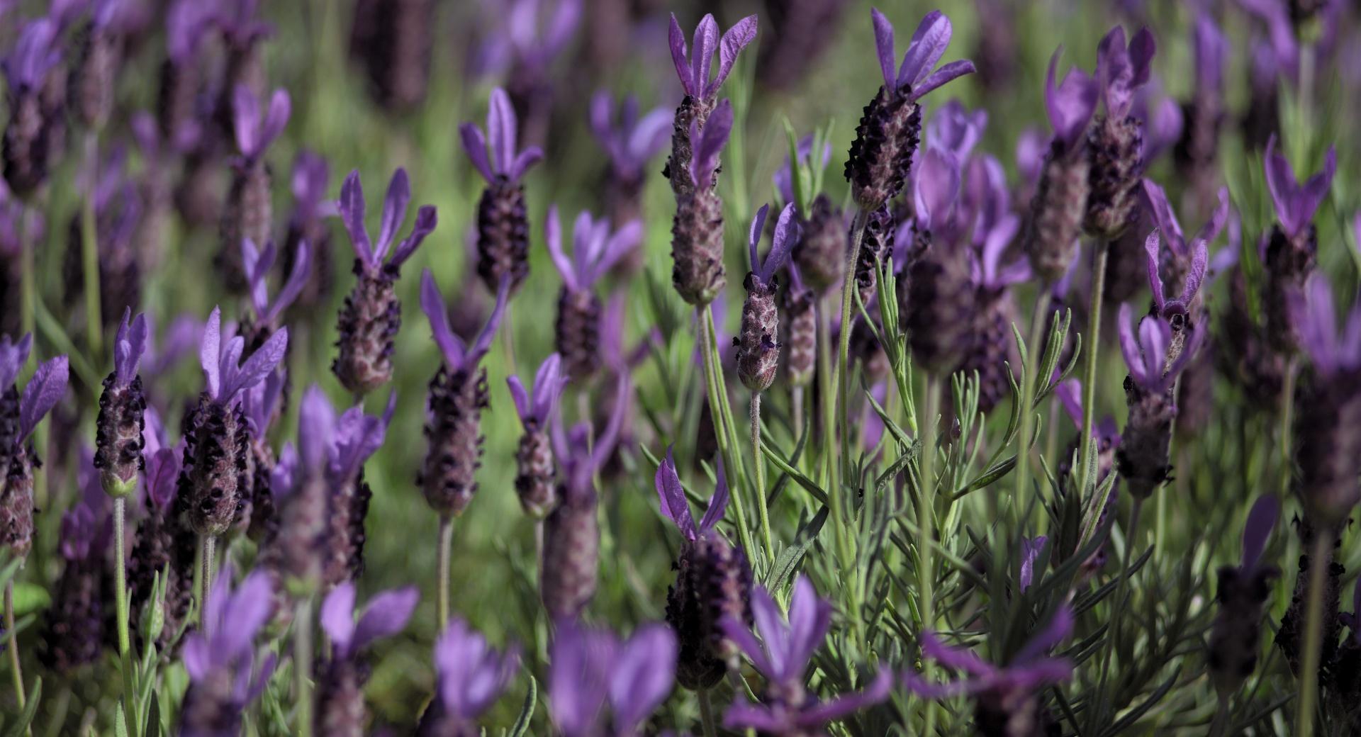 Kind of Lavender at 640 x 1136 iPhone 5 size wallpapers HD quality