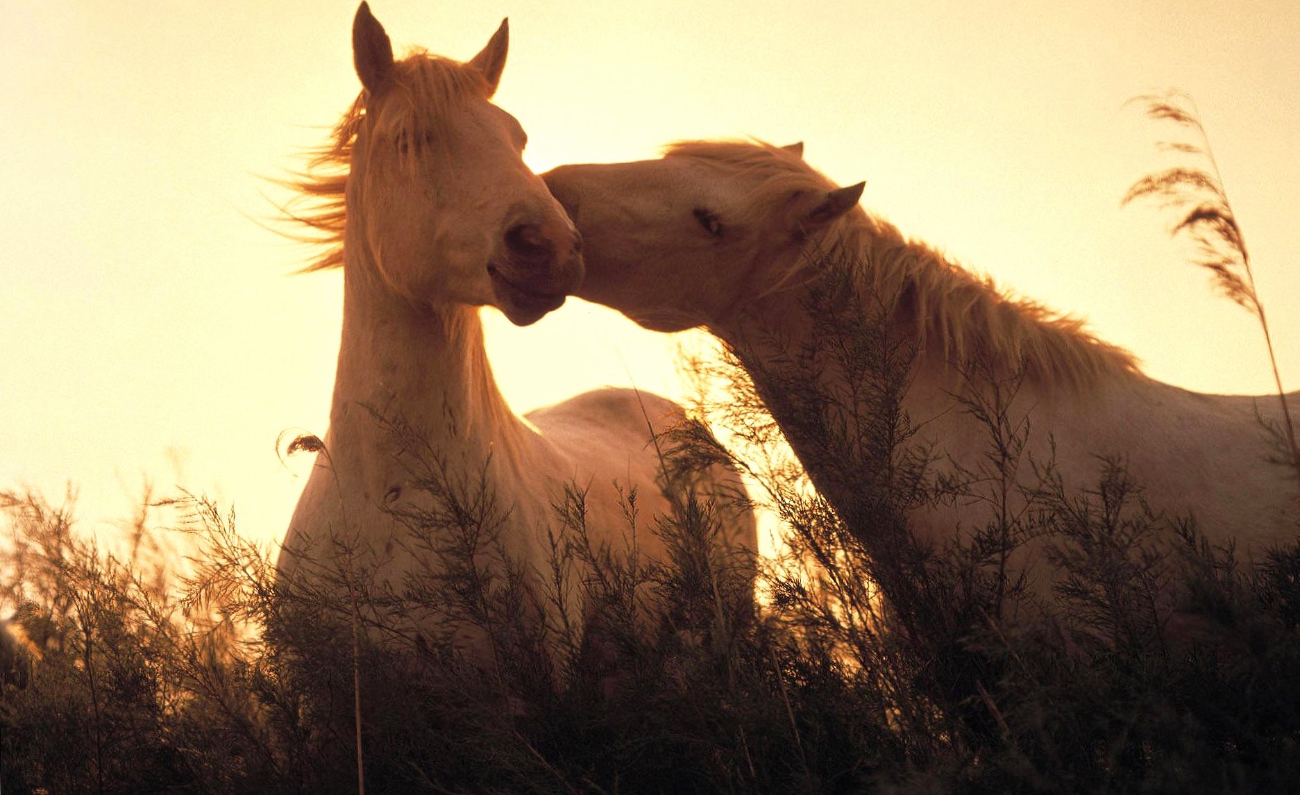Kiss horse wallpapers HD quality