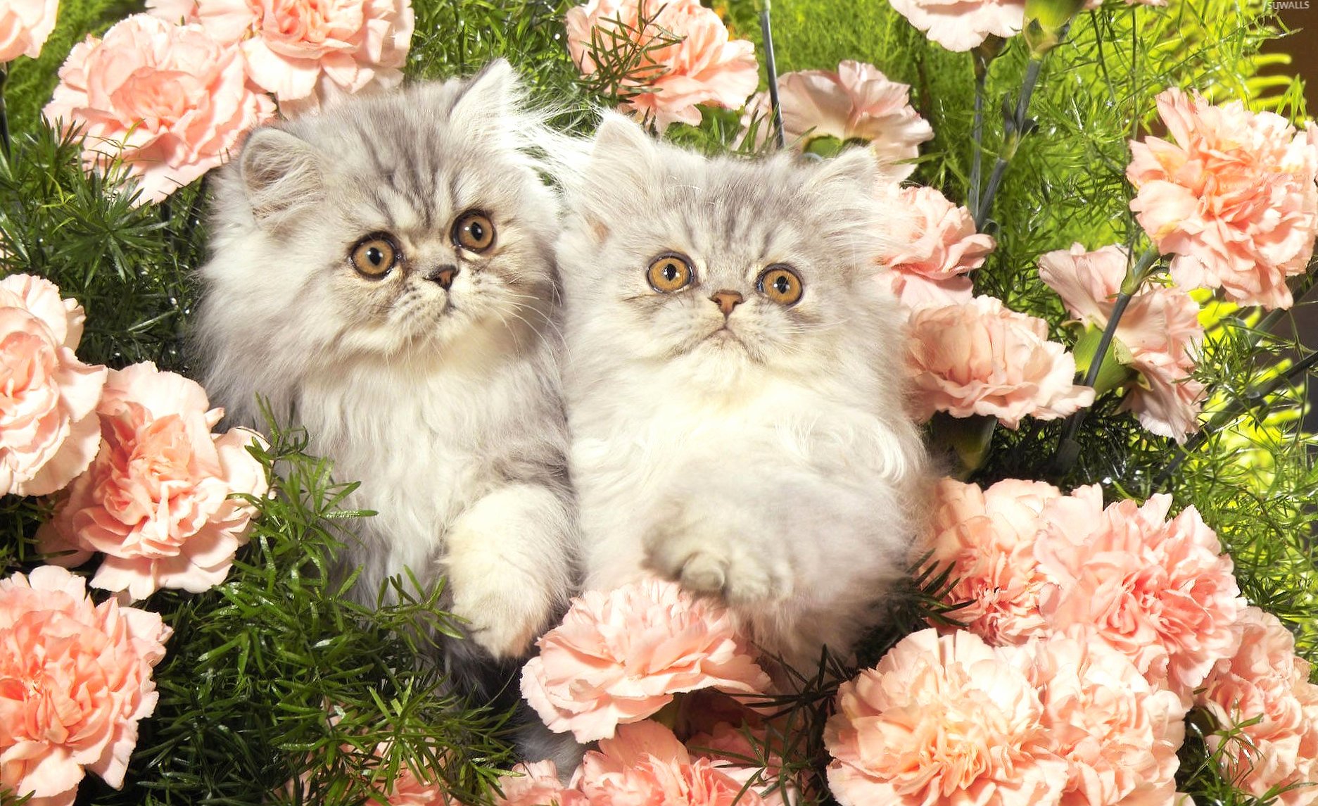 Kittens between the pink flowers at 1600 x 1200 size wallpapers HD quality