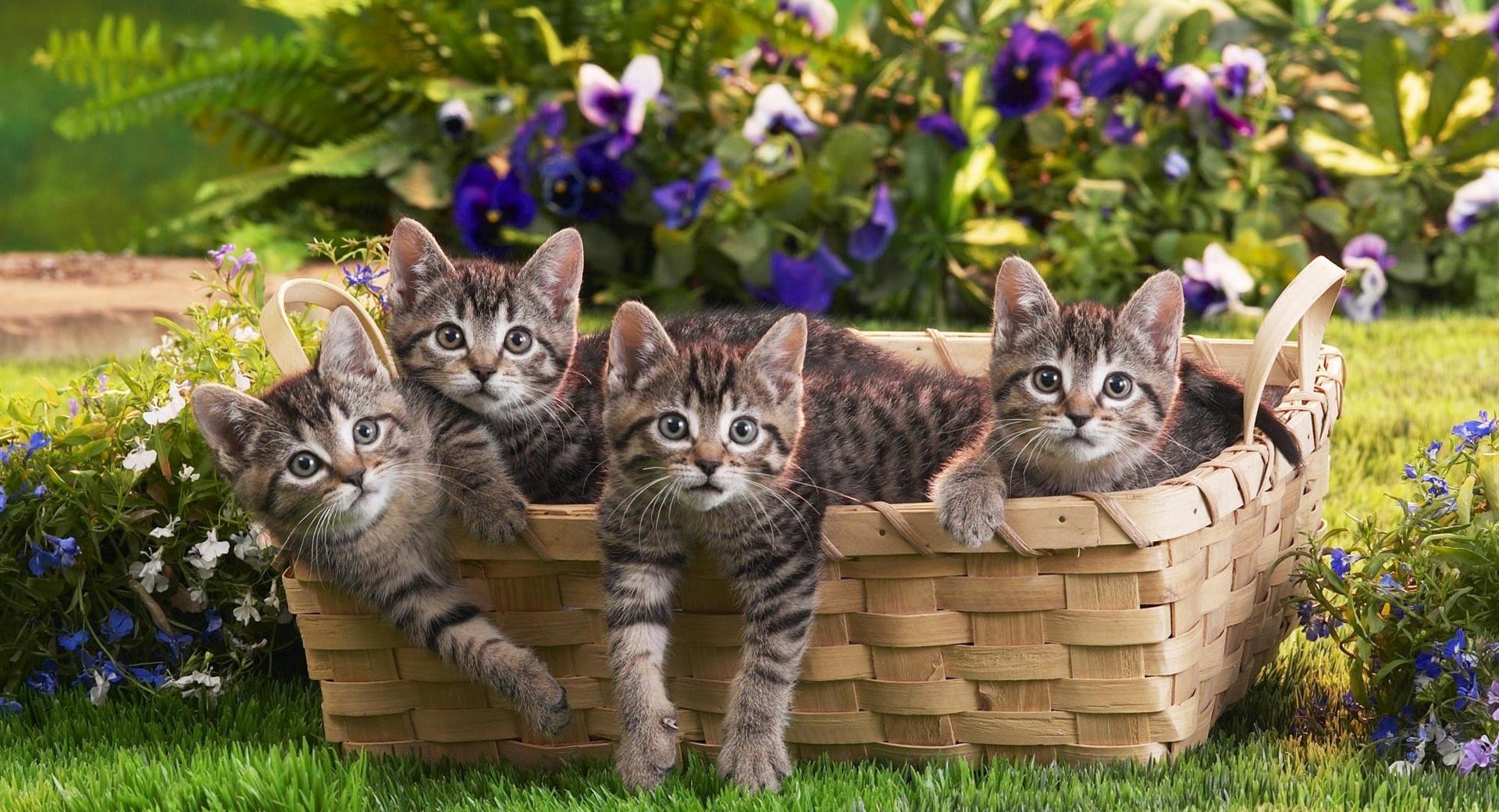 Kittens In Basket at 640 x 960 iPhone 4 size wallpapers HD quality
