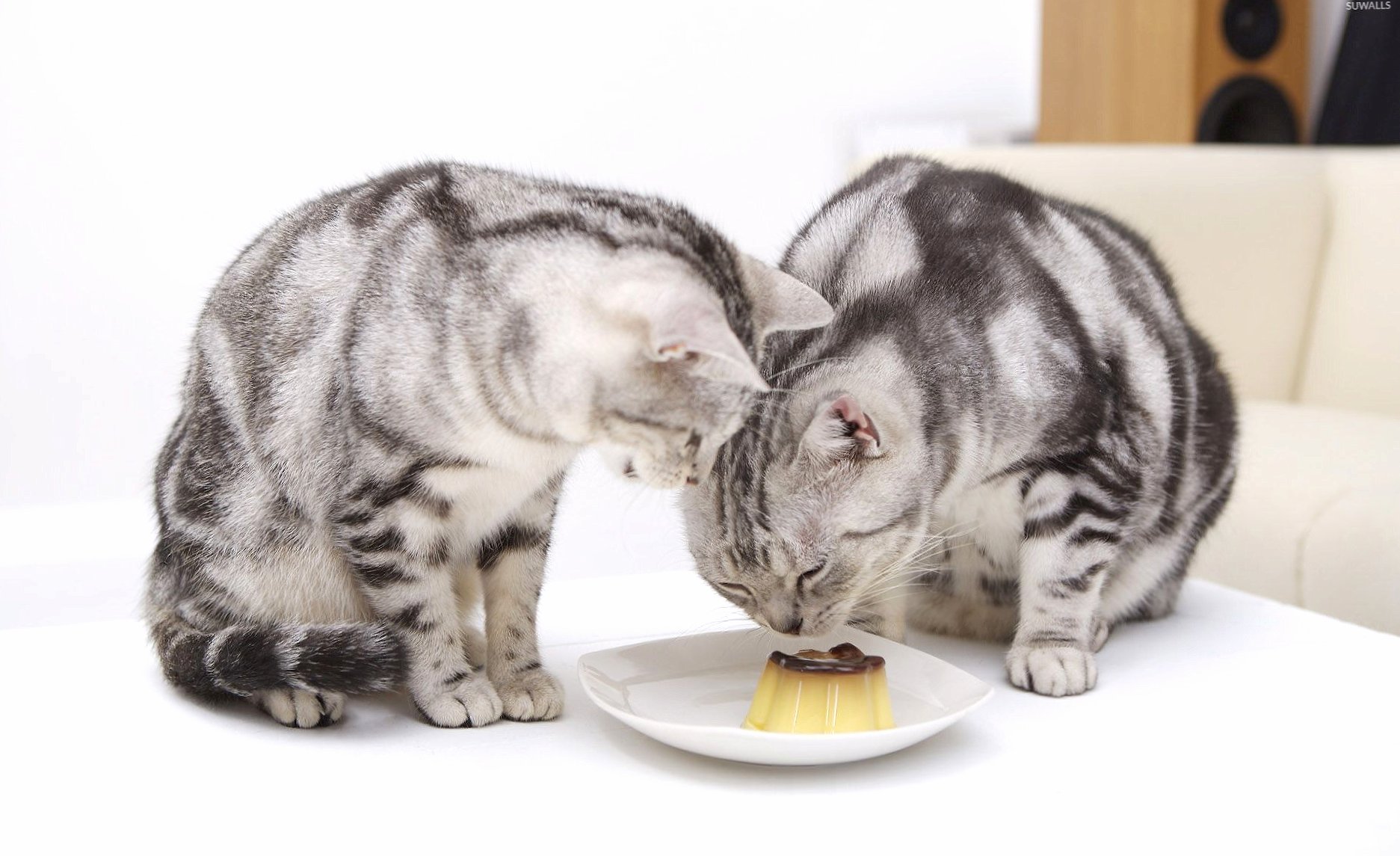 Kittens smelling the dessert wallpapers HD quality