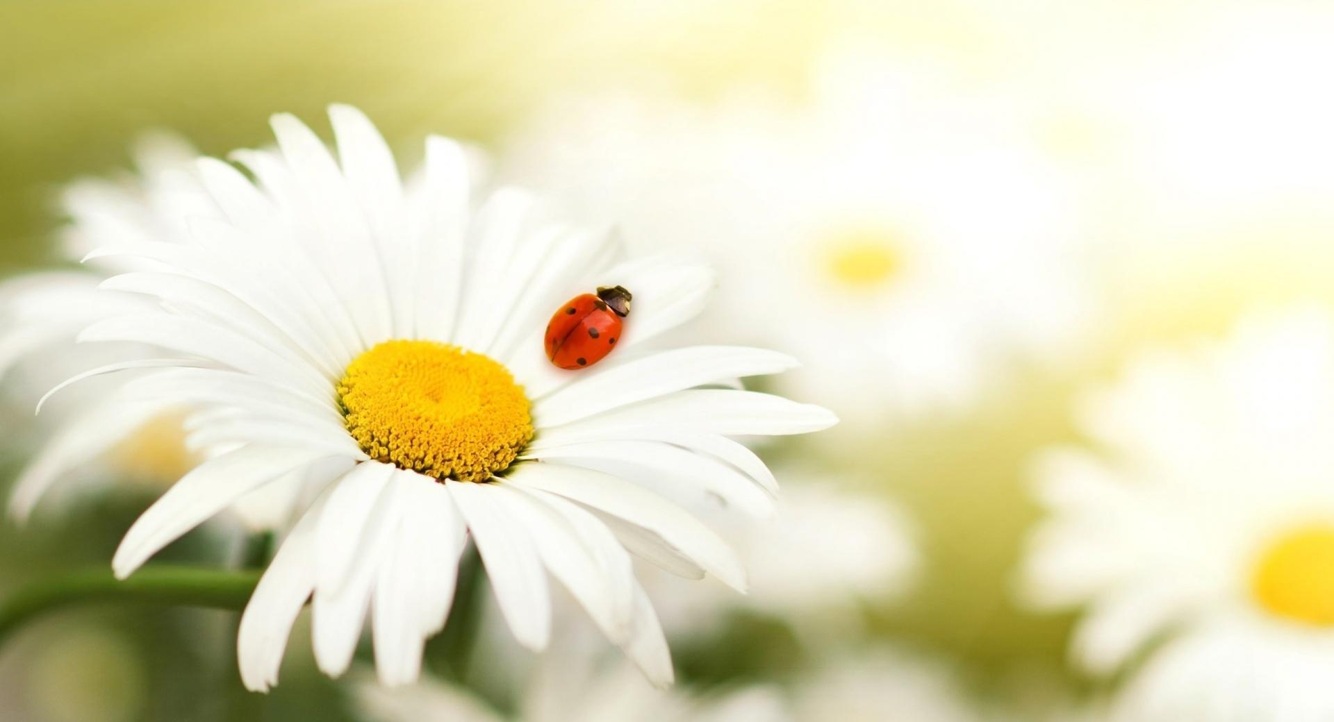 Ladybug On A Daisy at 320 x 480 iPhone size wallpapers HD quality