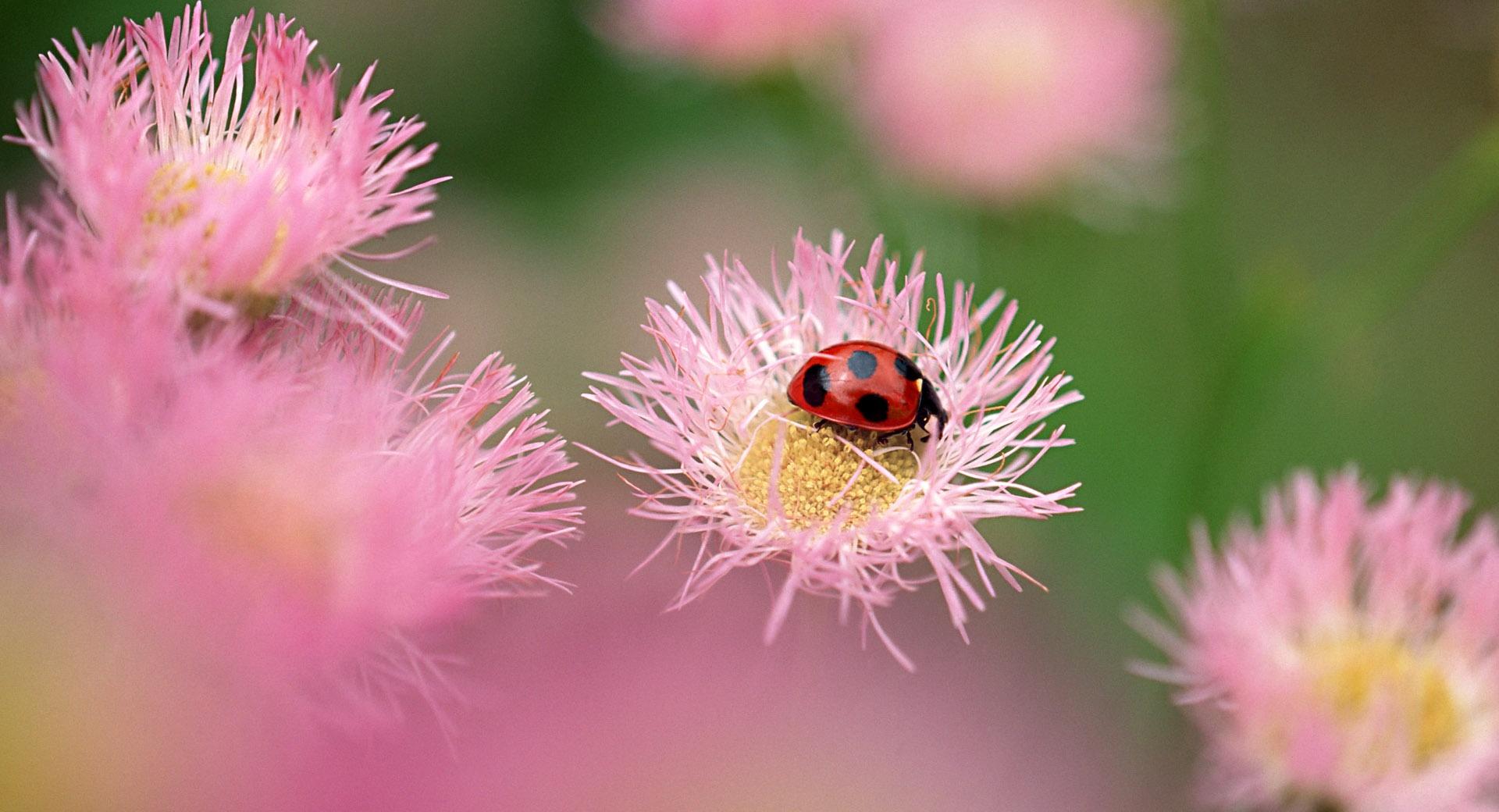 Ladybug On A Pink Flower at 1334 x 750 iPhone 7 size wallpapers HD quality