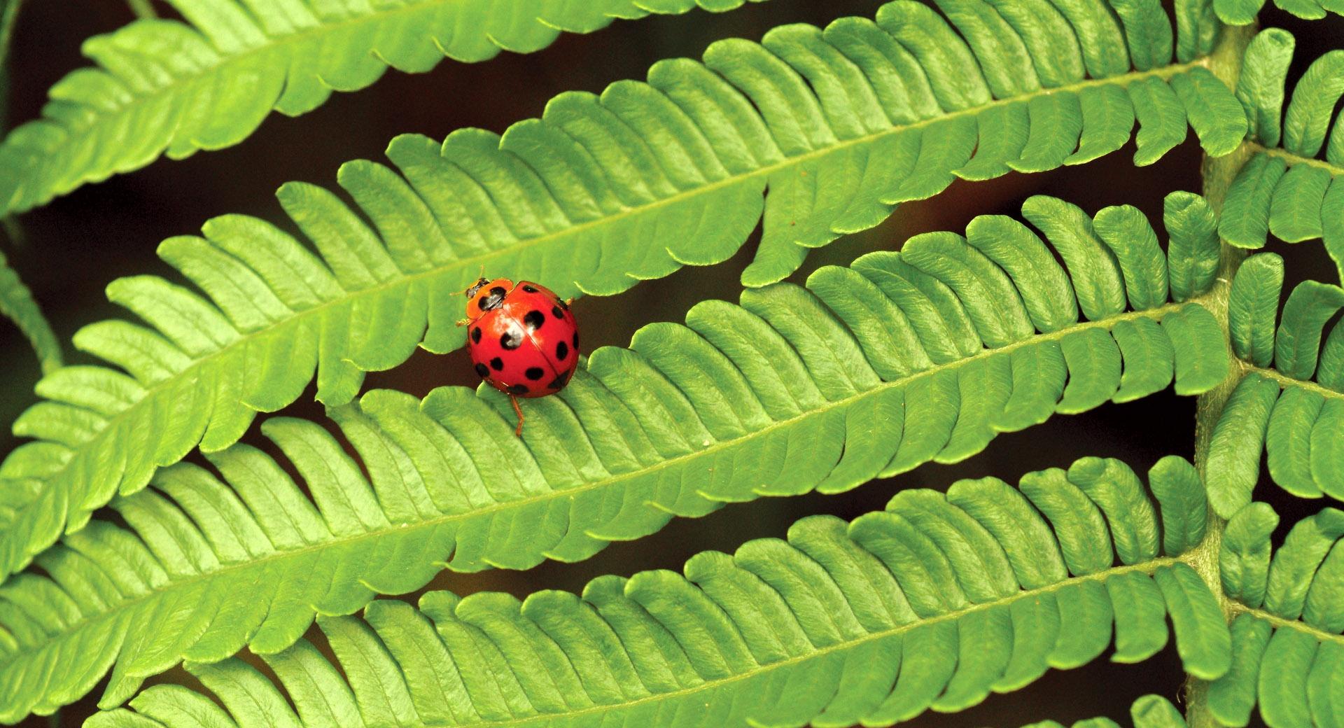 Ladybug On Fern at 750 x 1334 iPhone 6 size wallpapers HD quality