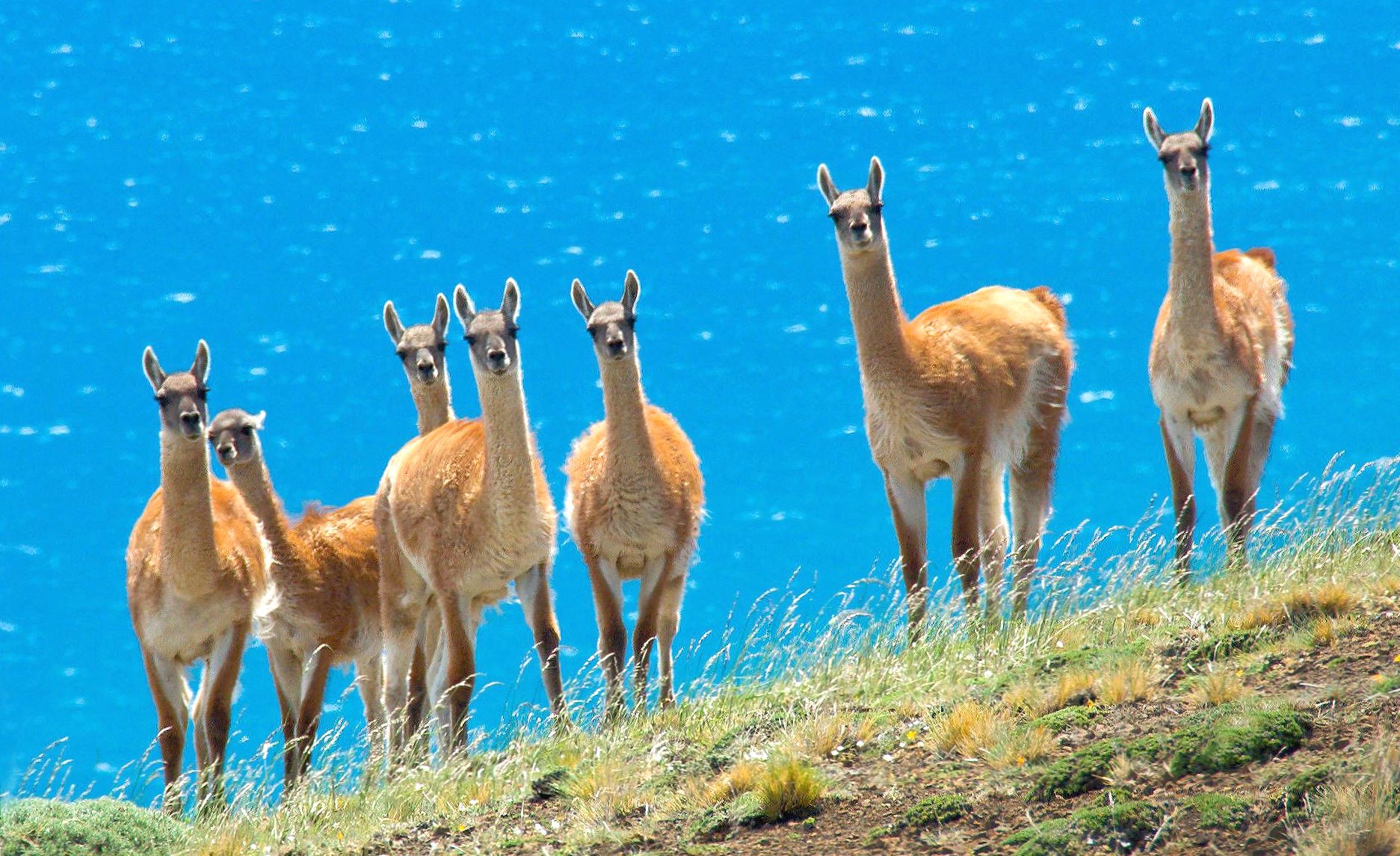 Lama family at 1024 x 1024 iPad size wallpapers HD quality