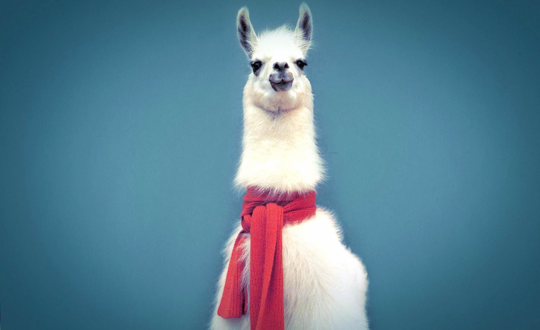 Lama with scarf wallpapers HD quality