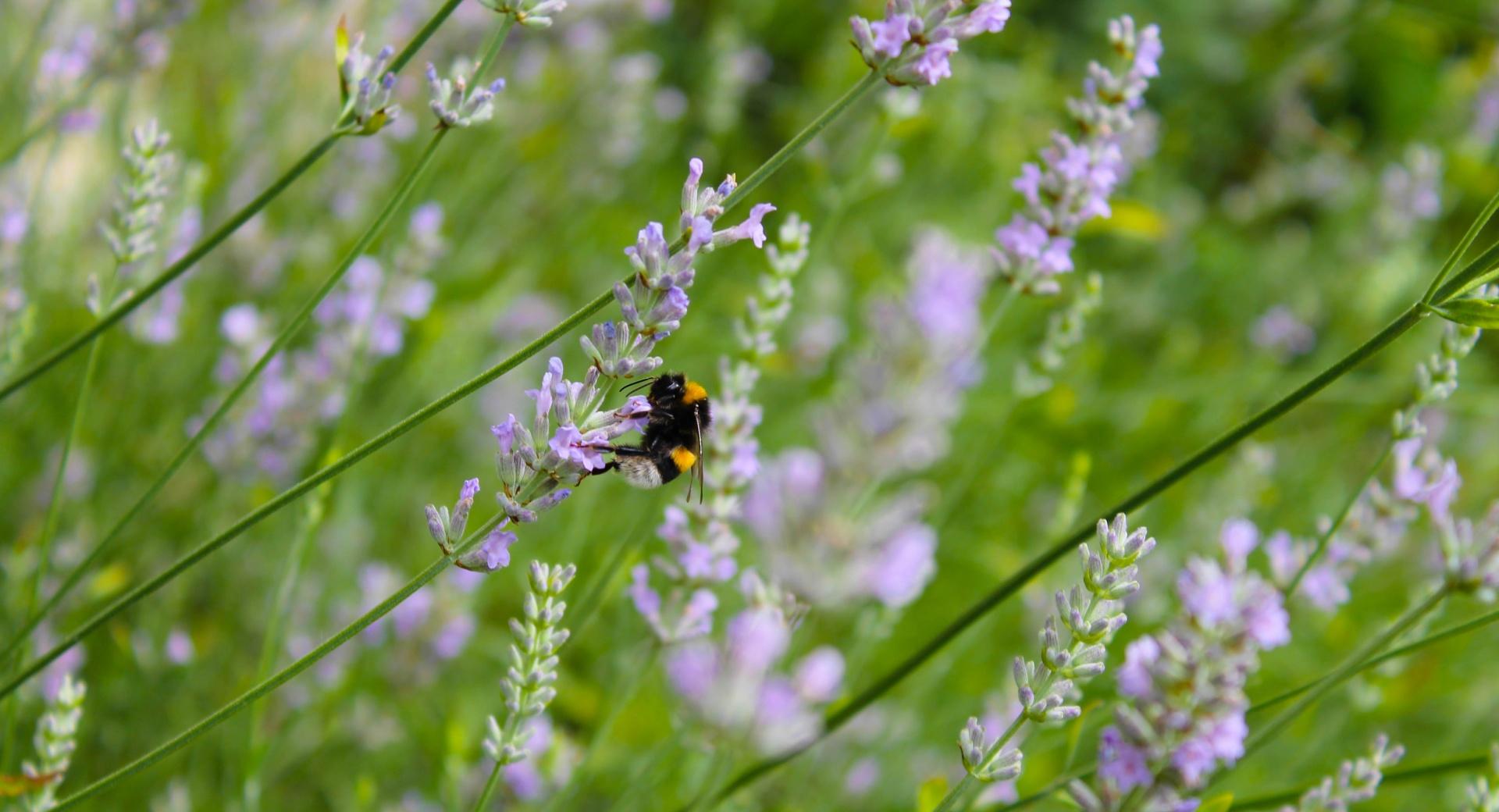 Lavender And Bee wallpapers HD quality