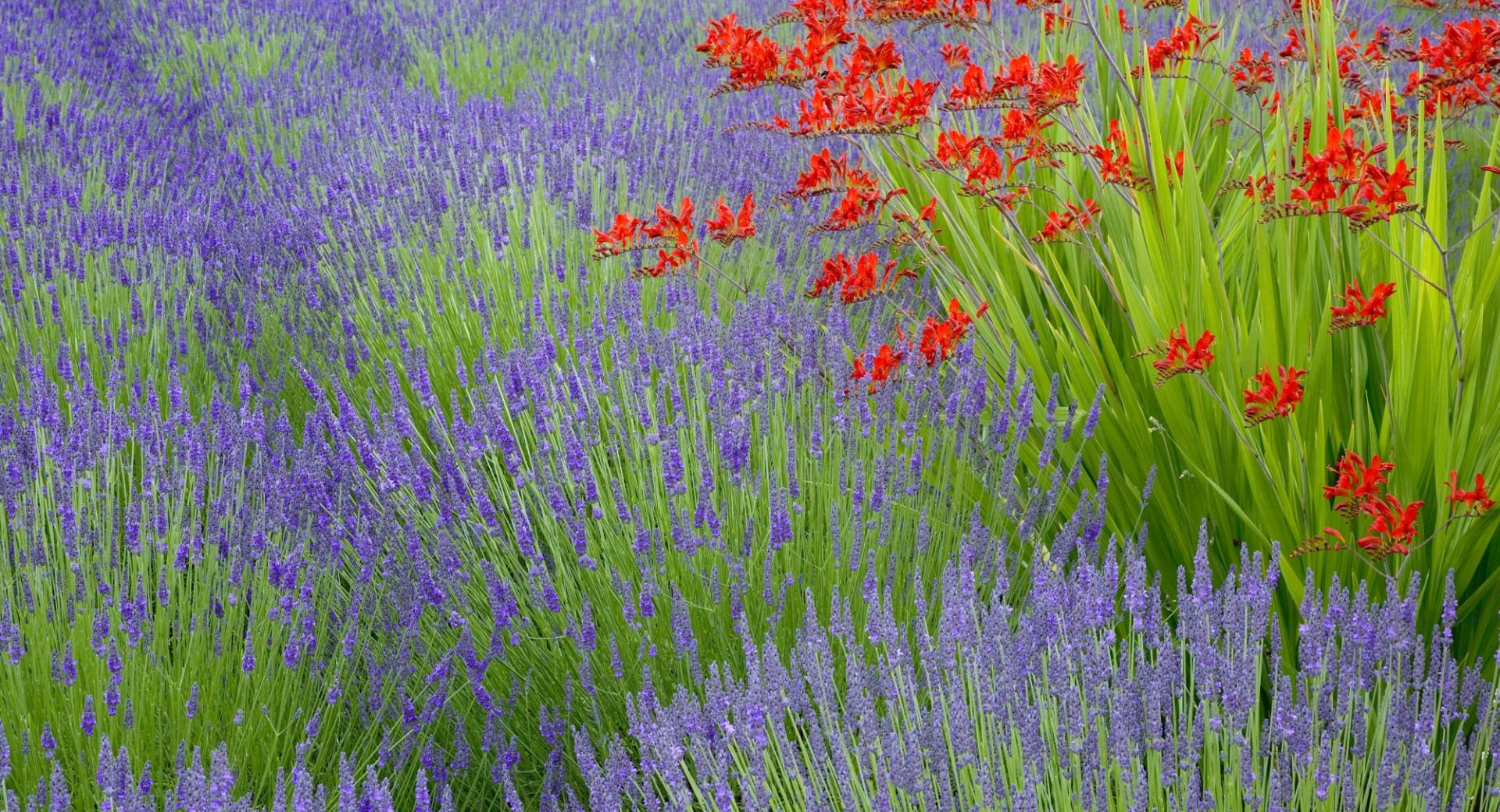 Lavender And Crocosmia at 640 x 960 iPhone 4 size wallpapers HD quality