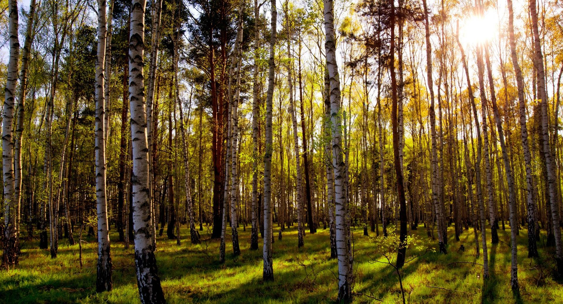 Leafless Birch Forest wallpapers HD quality