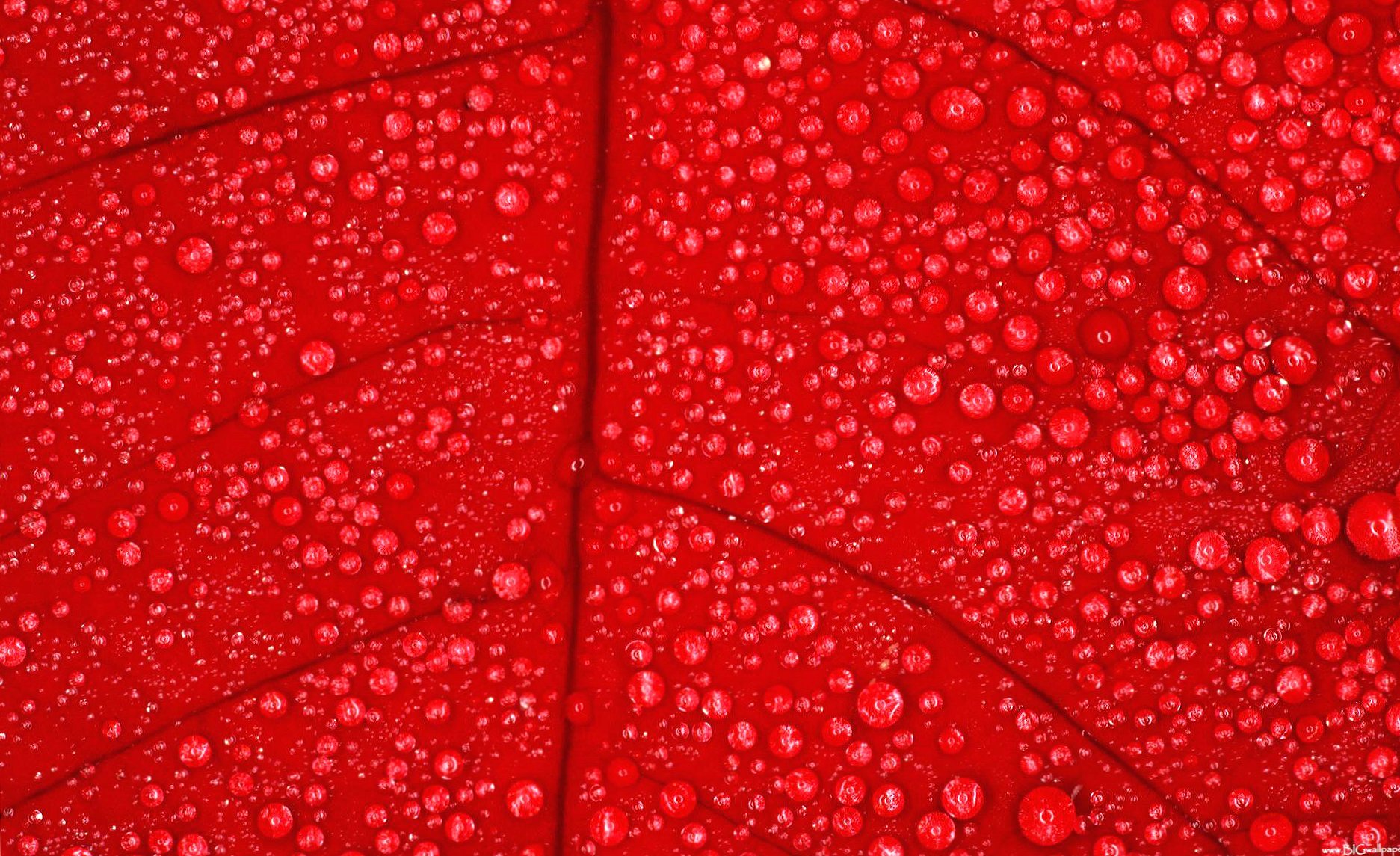 Leave red with drops wallpapers HD quality